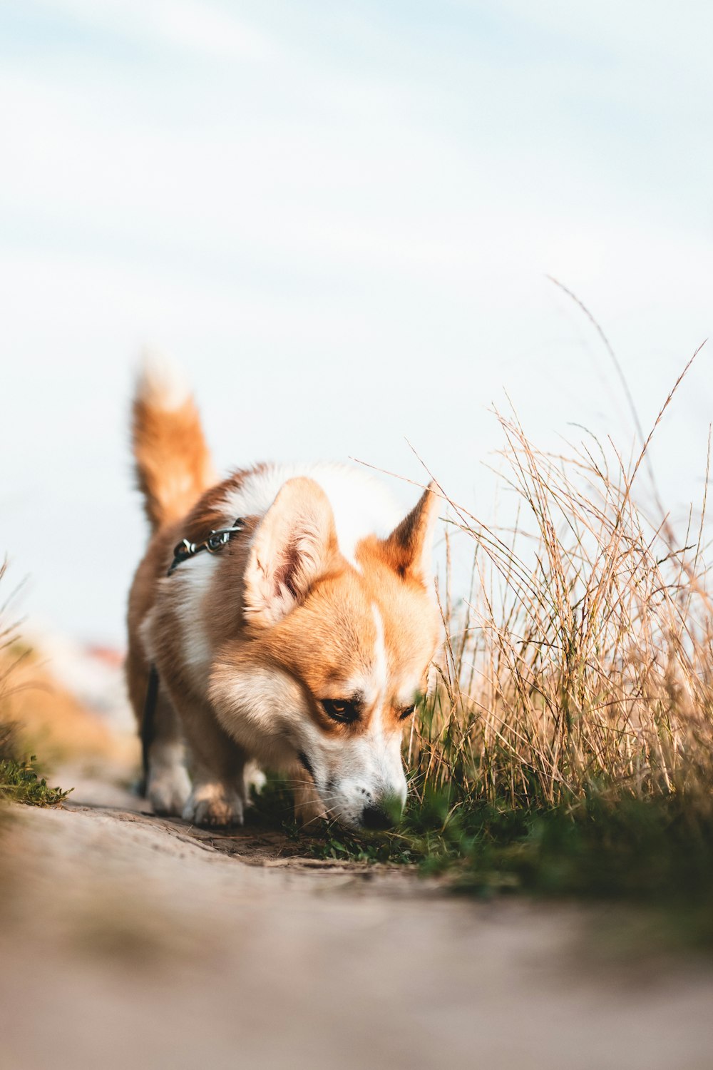 a dog standing on a road