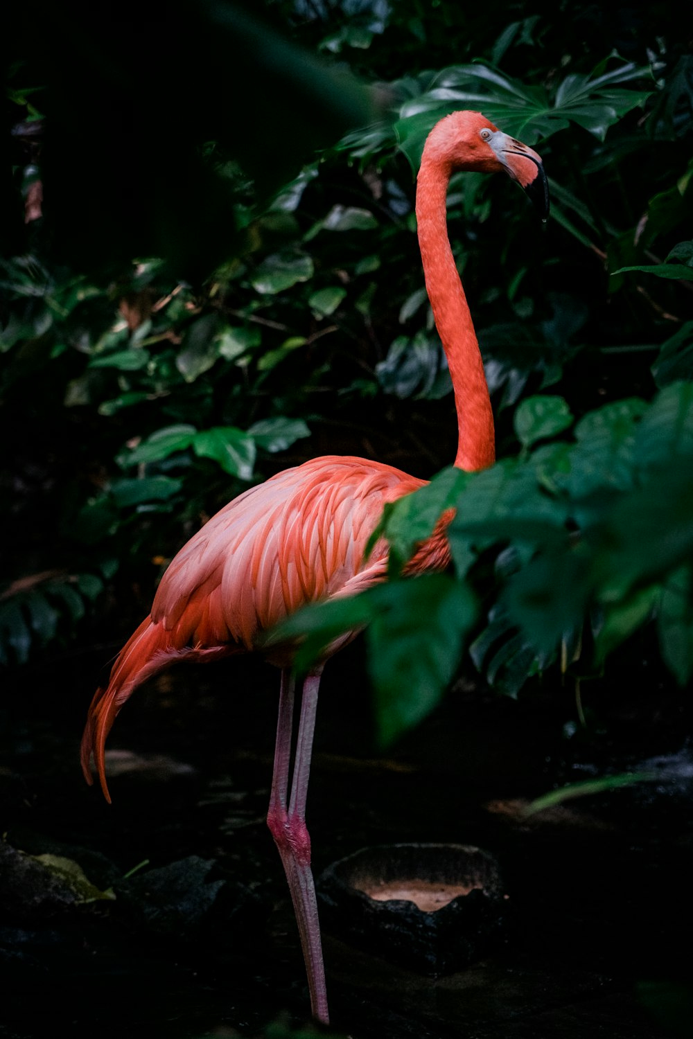 a flamingo standing in water