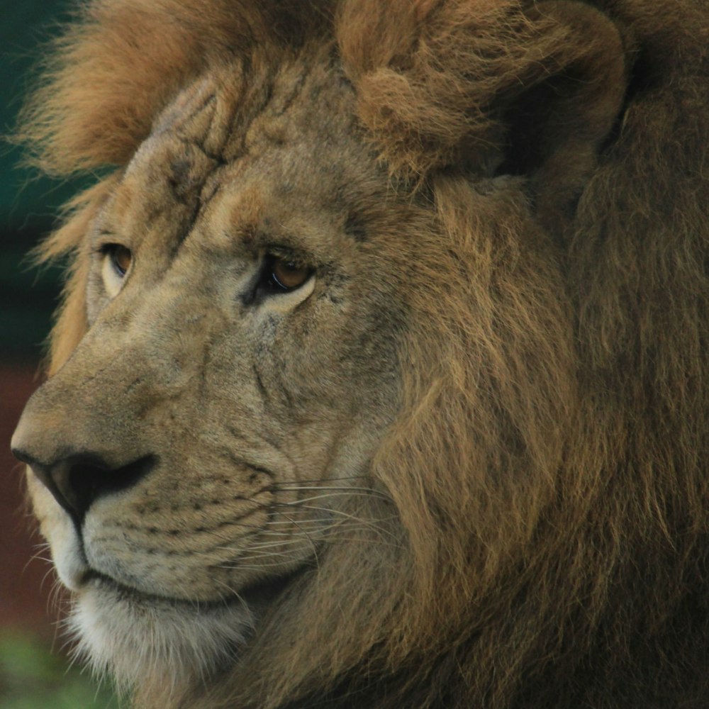 a lion looking at the camera