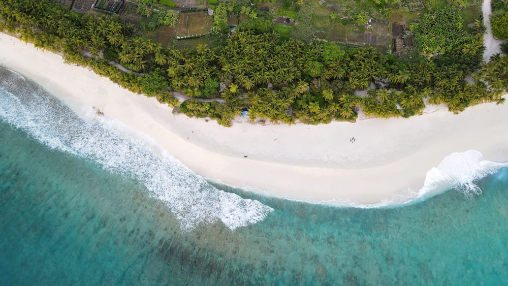 a beach with trees and buildings