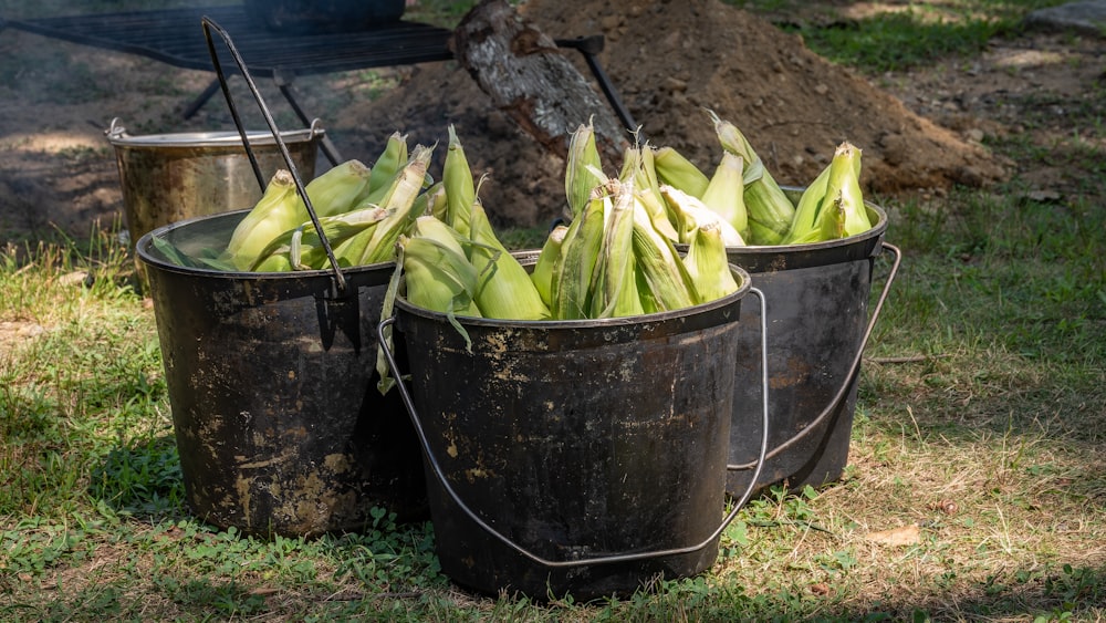 a couple buckets full of bananas