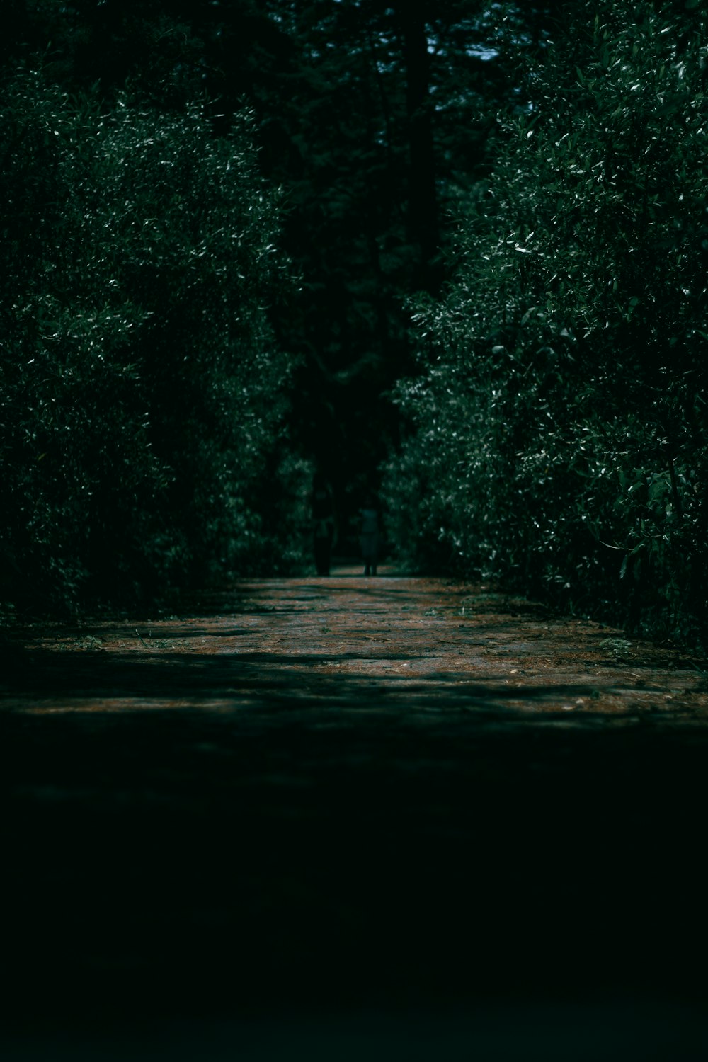 a road with trees on the side