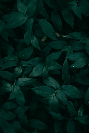 a close up of some leaves