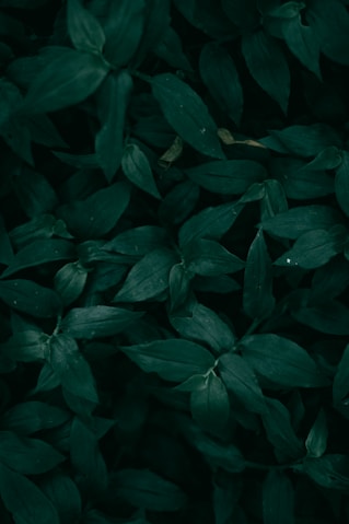 a close up of some leaves