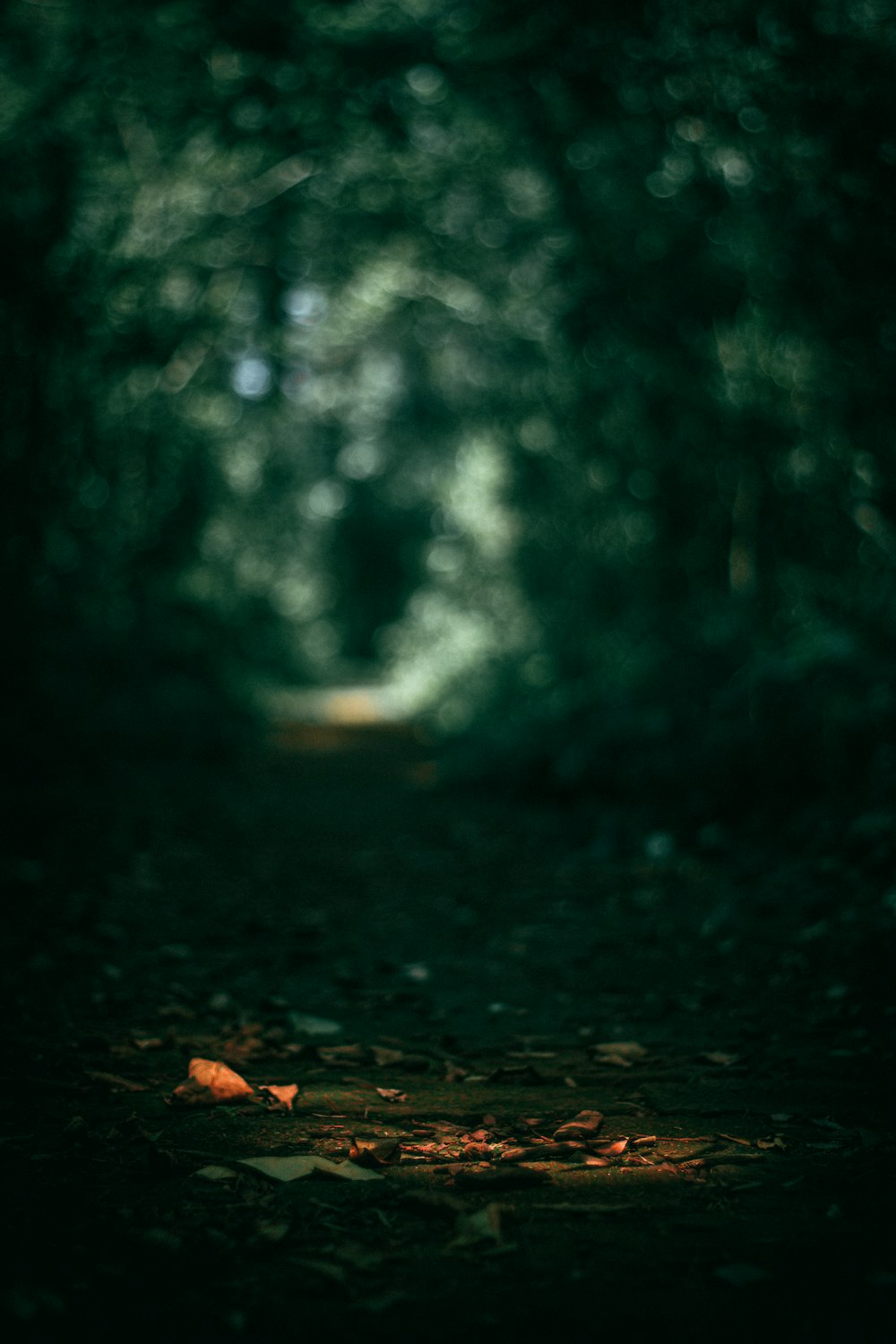 leaves on the ground