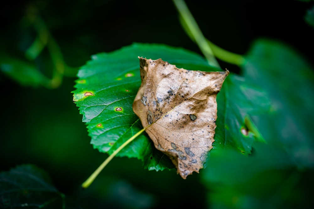 a butterfly on a leaf