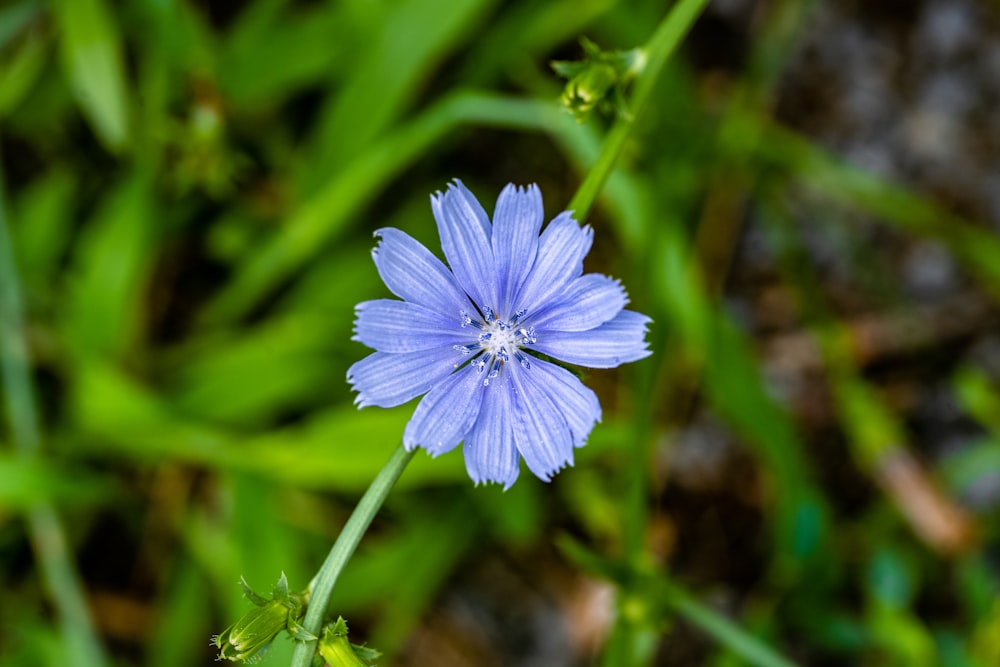 uma flor azul em uma planta