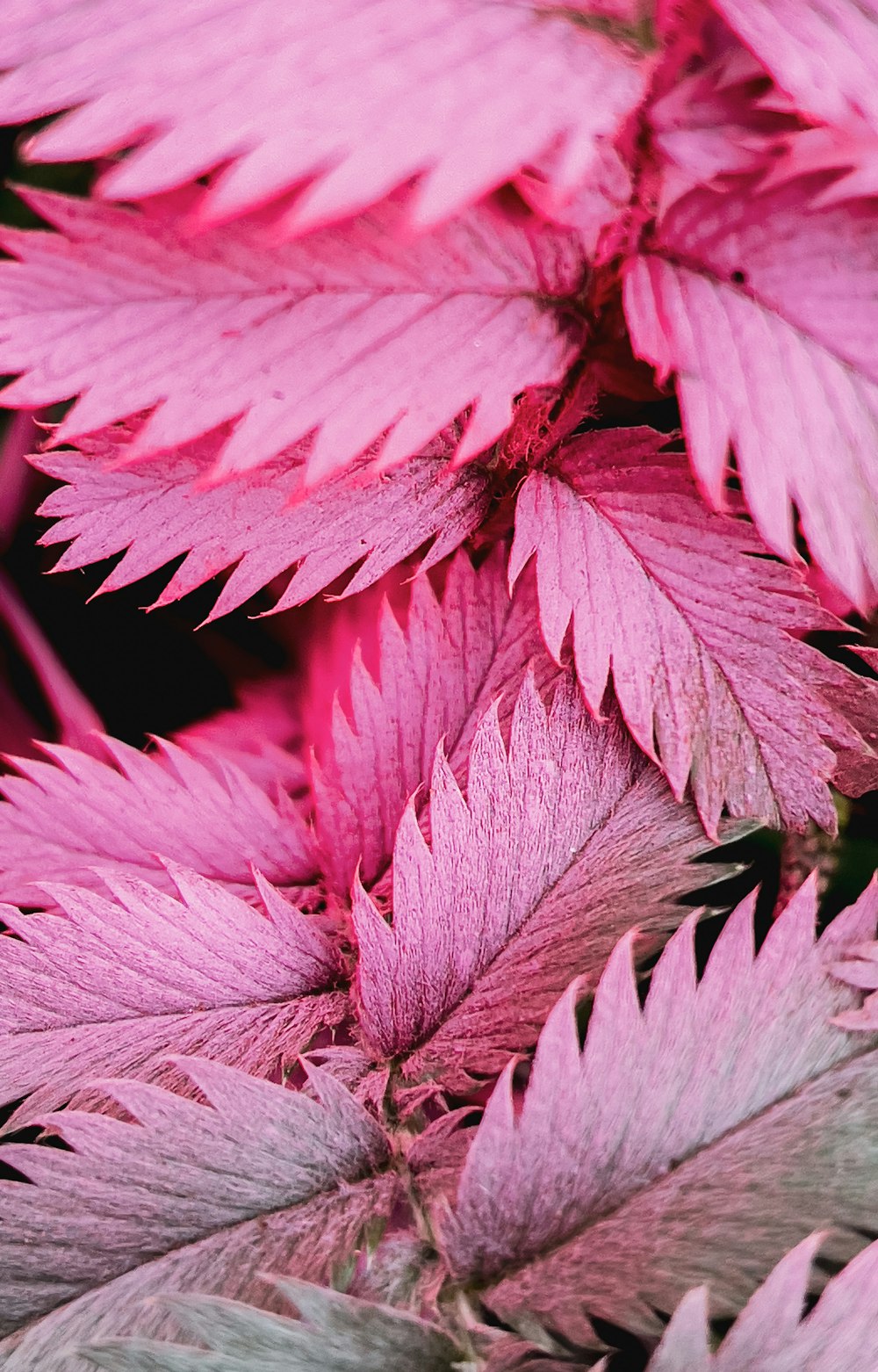 a close up of a flower