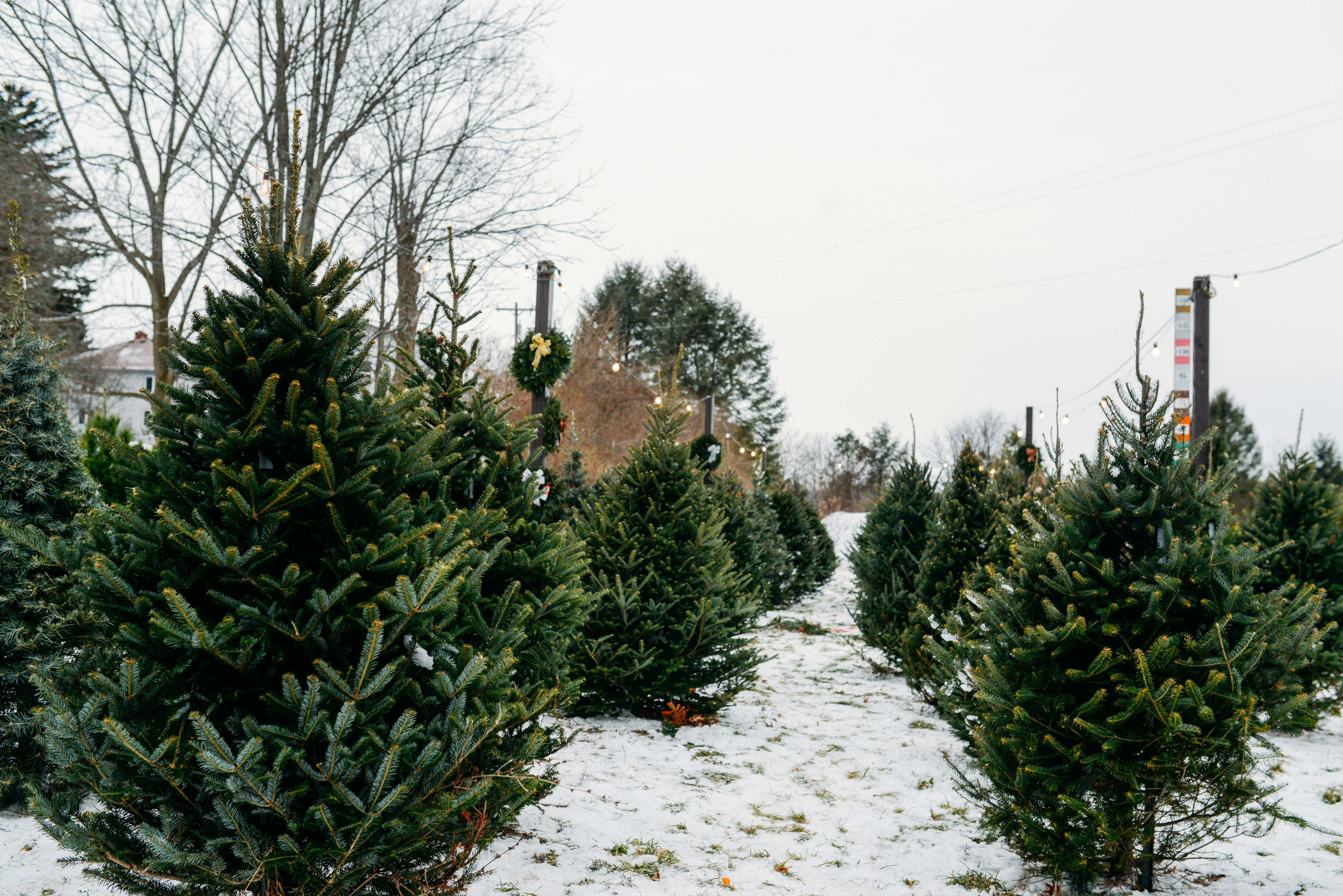 a snowy path with trees and bushes