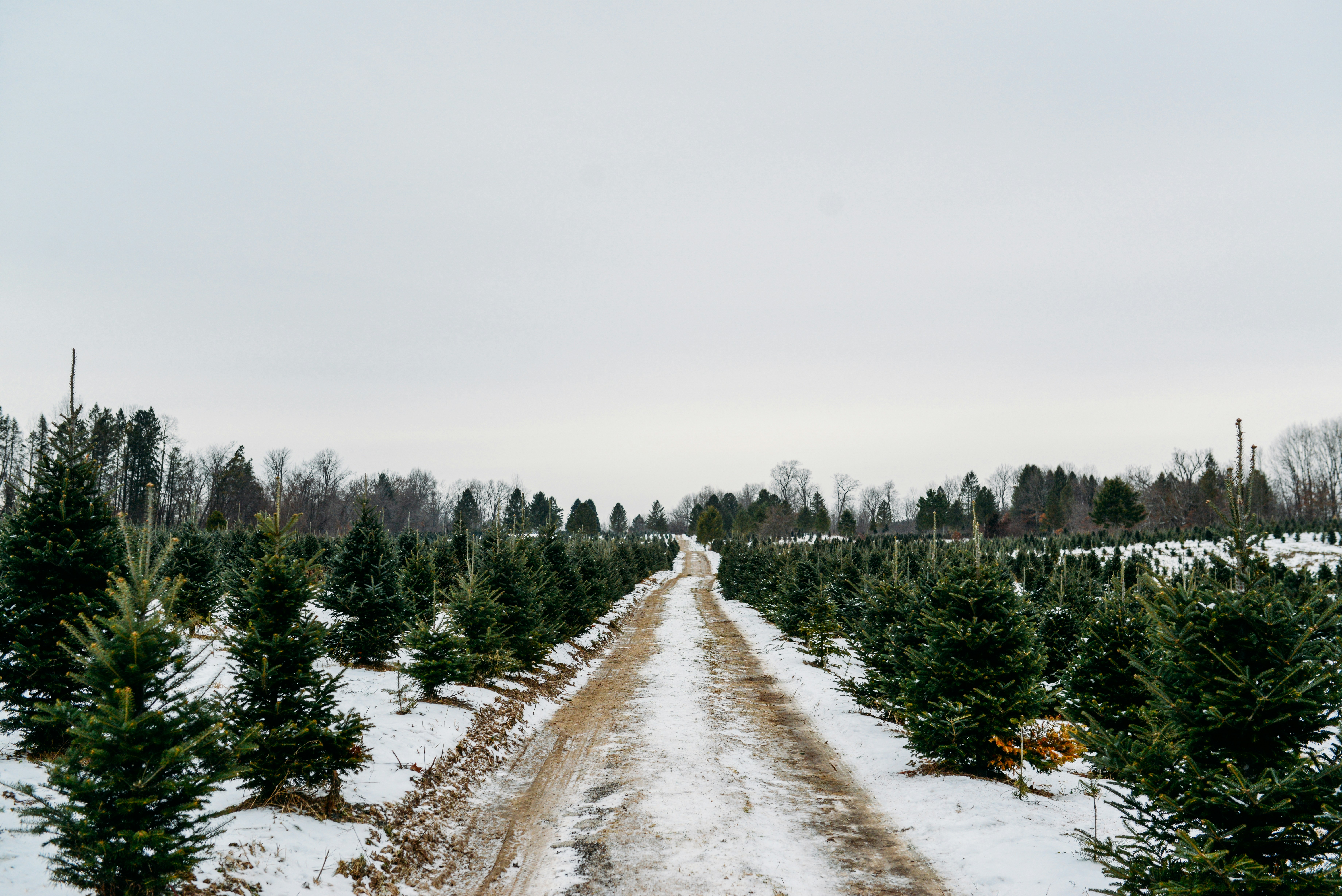 a snow covered forest