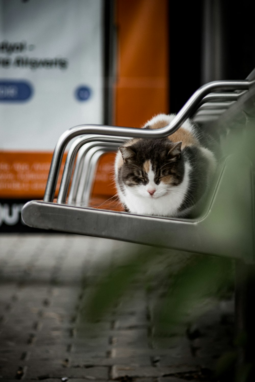 a cat sitting in a chair