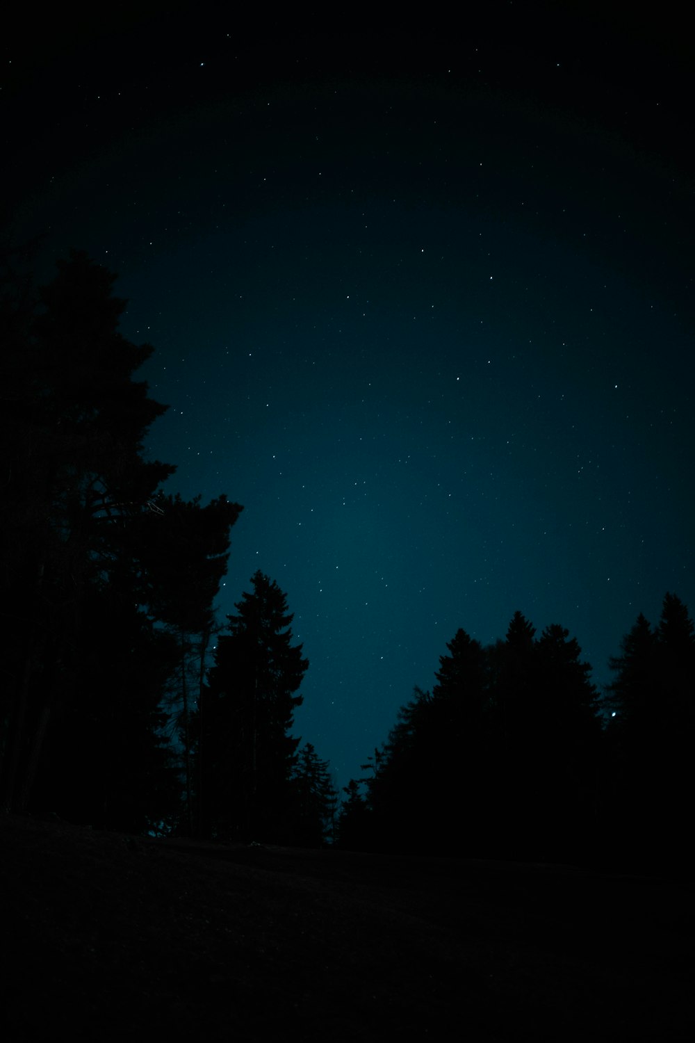 a group of trees at night