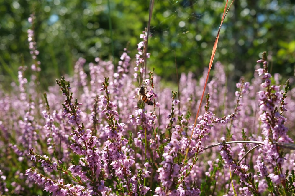 a field of purple flowers