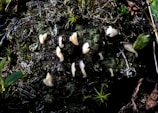 Small, pale mushrooms or fungal growths are scattered over dark, textured forest floor debris. Amongst the green and brown hues of leaves and twigs, the delicate fungi stand out with their creamy white color and unique shapes.