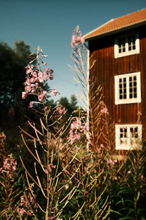 a house with a tree in front of it