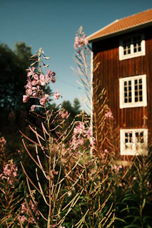 a house with a tree in front of it