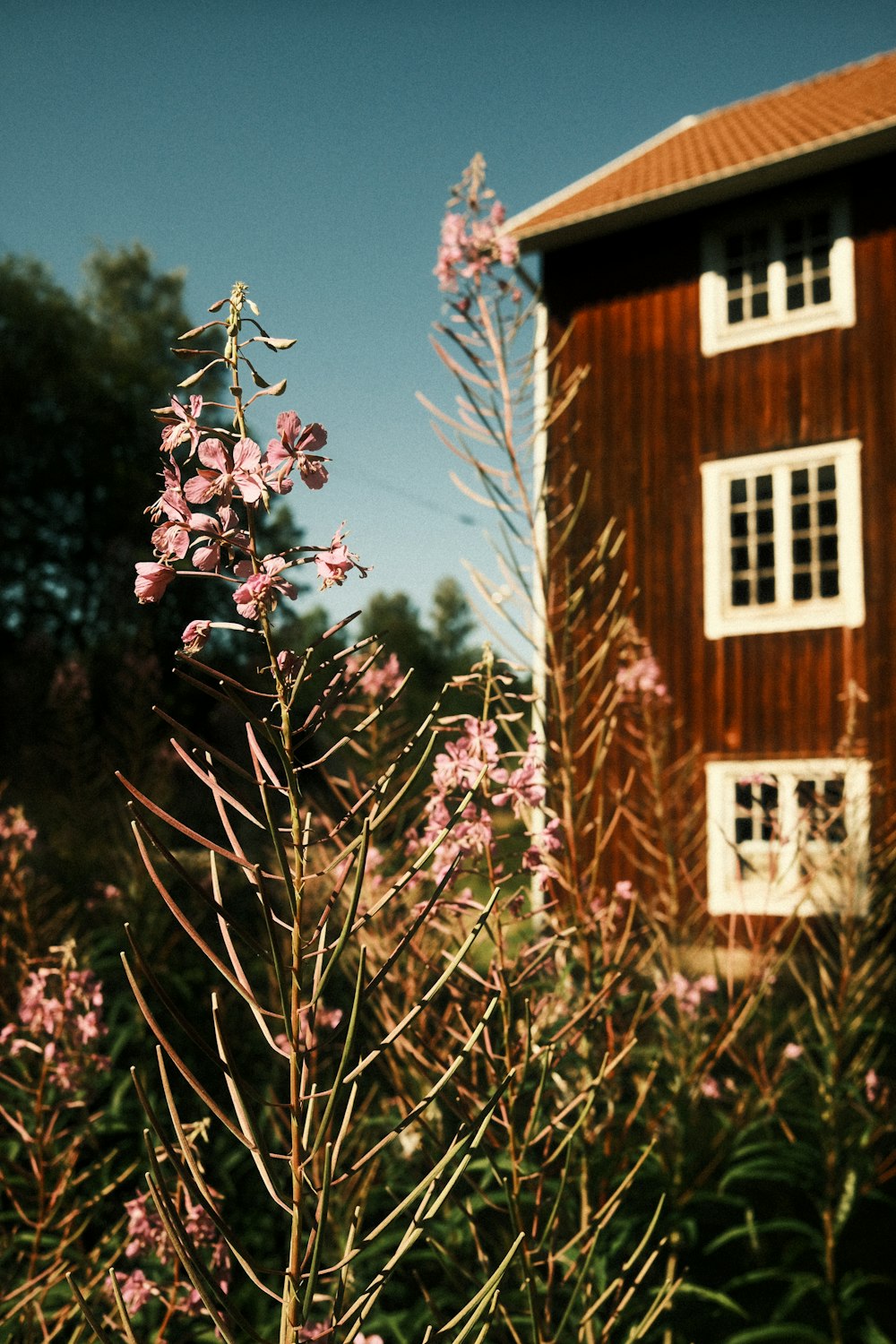 a house with a tree in front of it