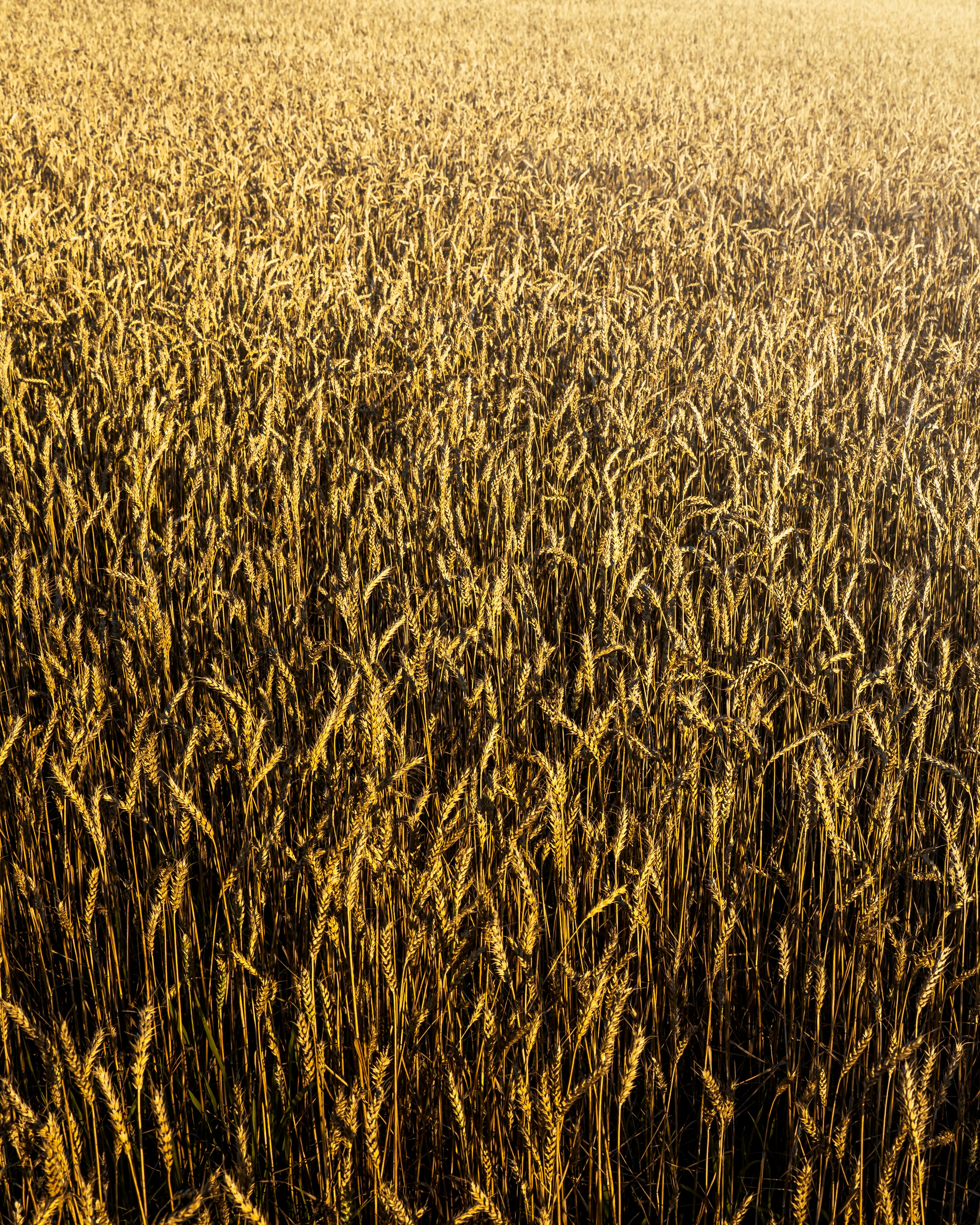 Photo by maksym_tymchyk