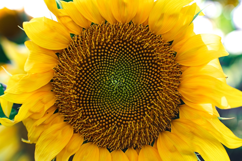 a close up of a sunflower