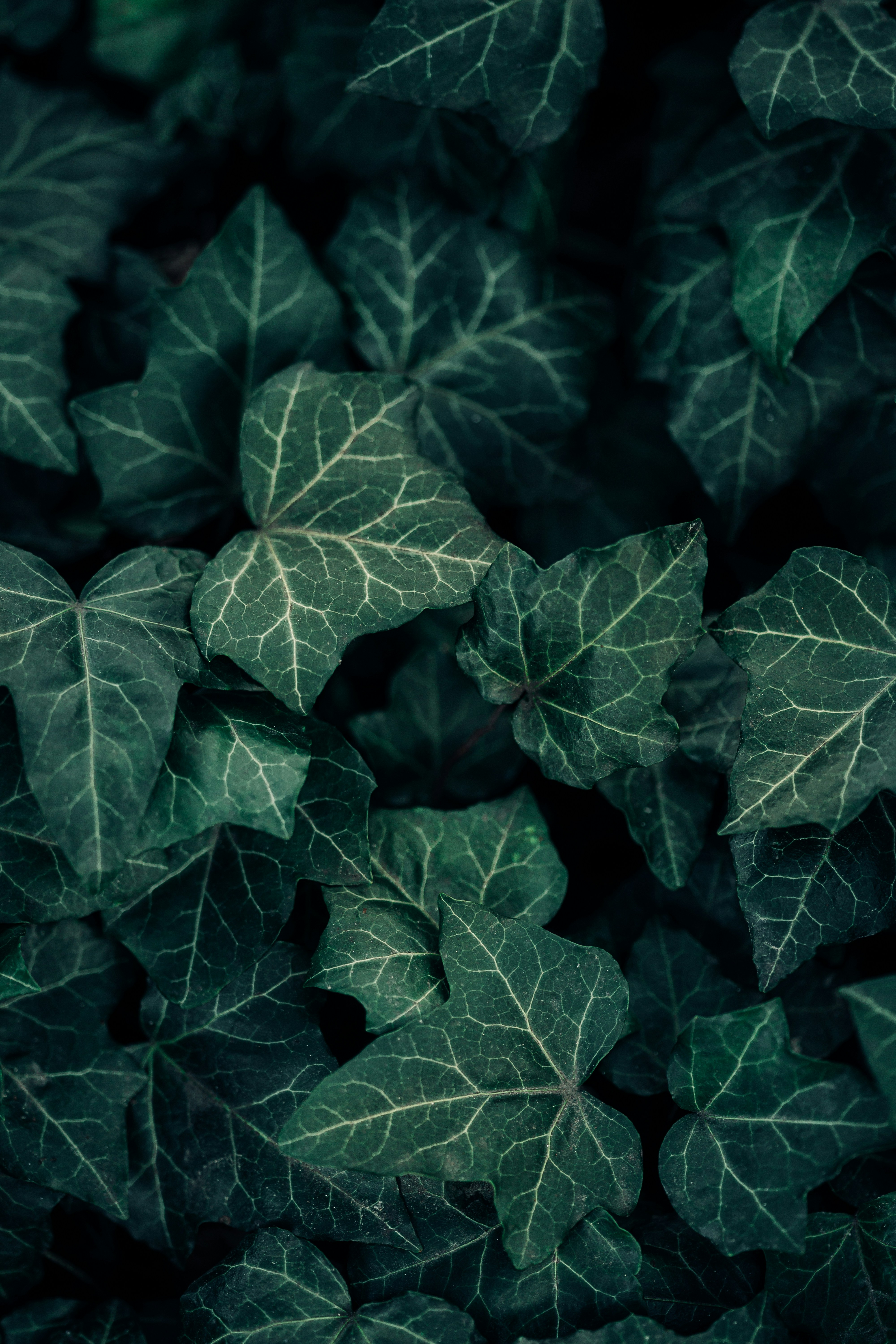 Photo by maksym_tymchyk