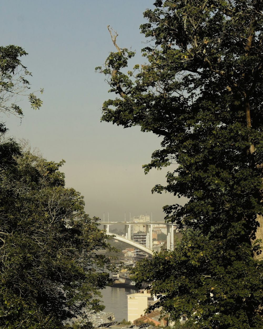 a bridge with trees on the side