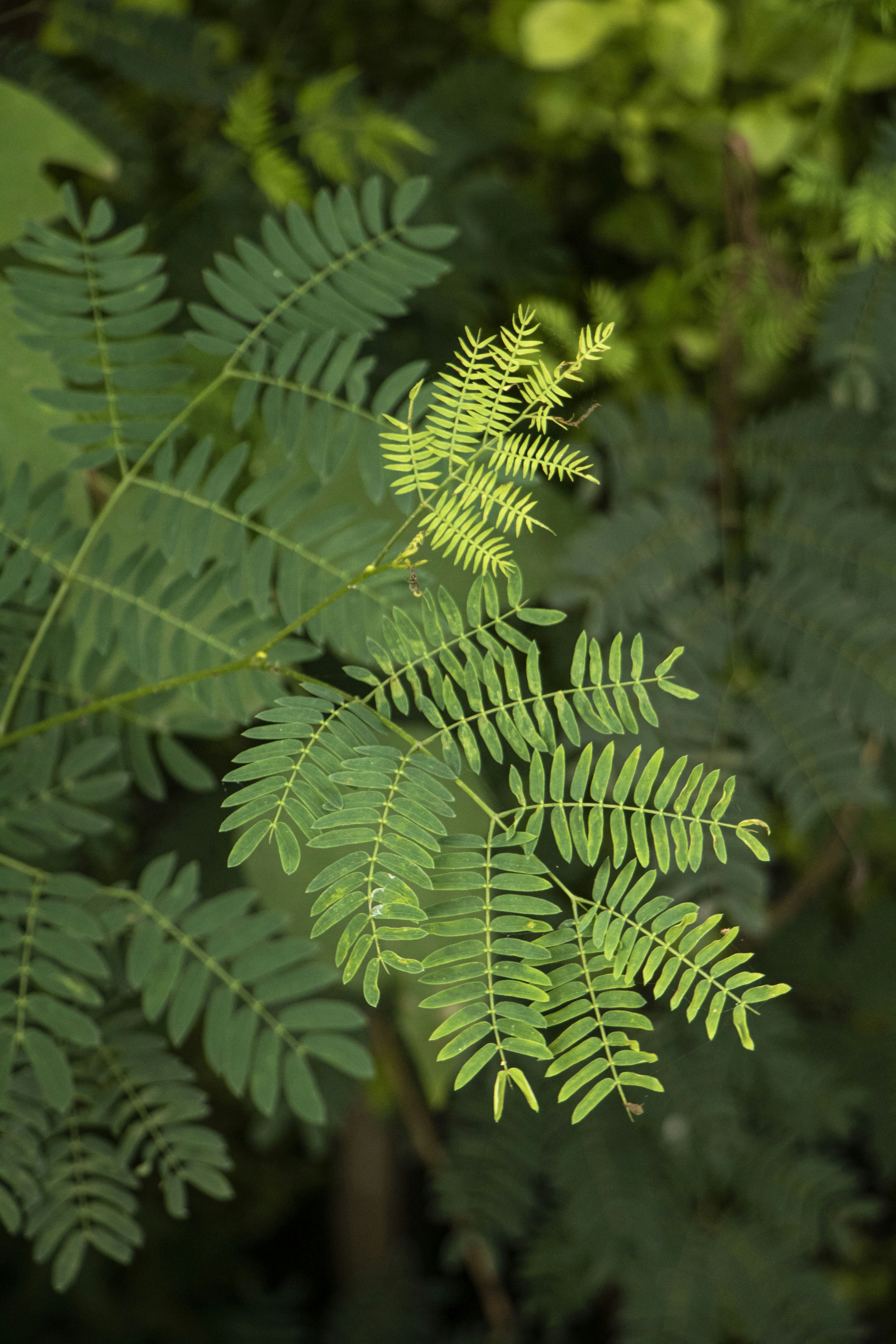 Photo by salmon_skin_roll_