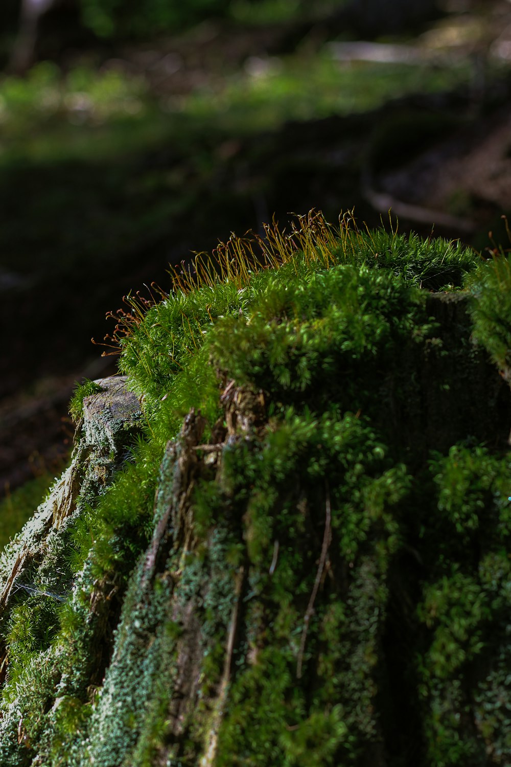 a close-up of a mossy tree