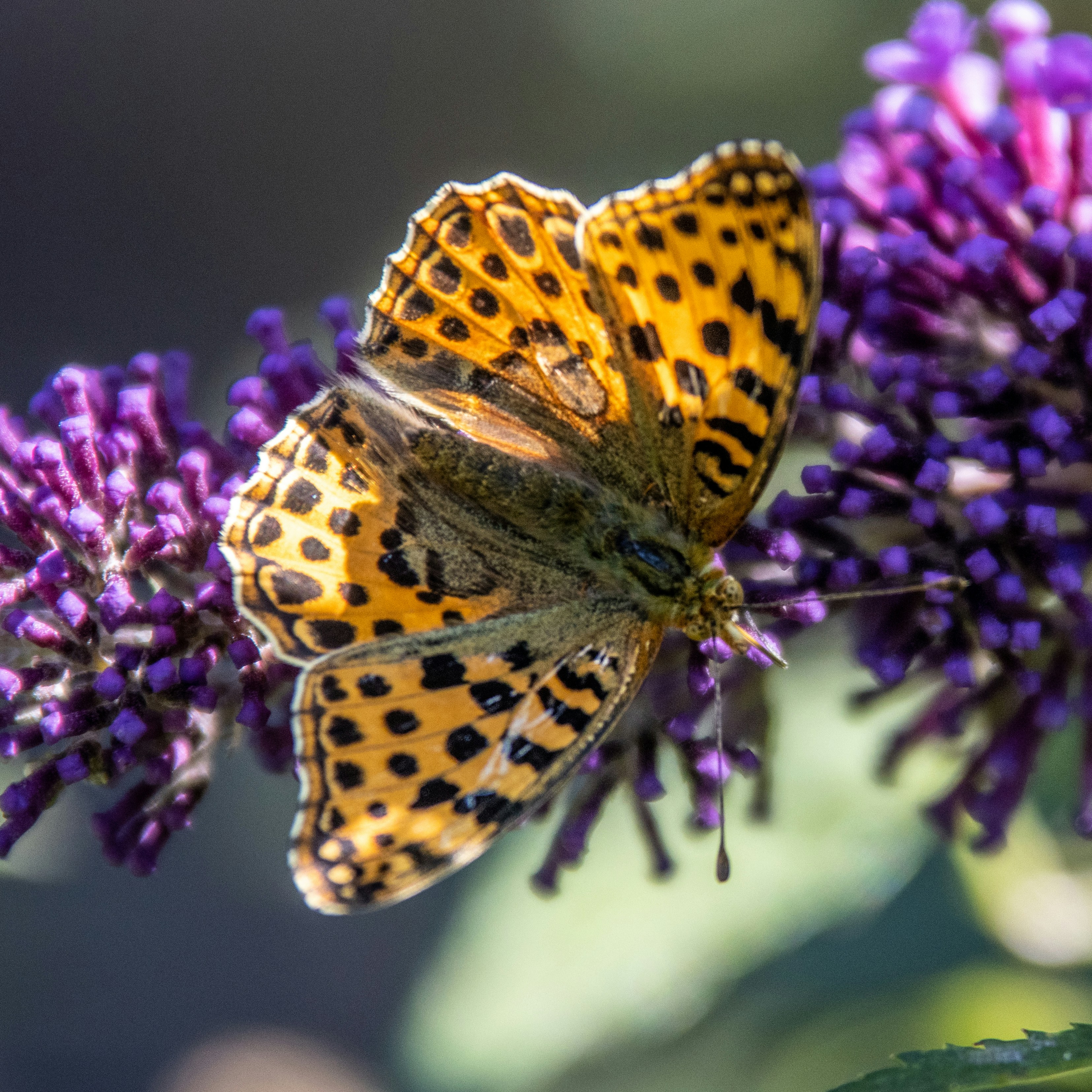 una farfalla su un fiore