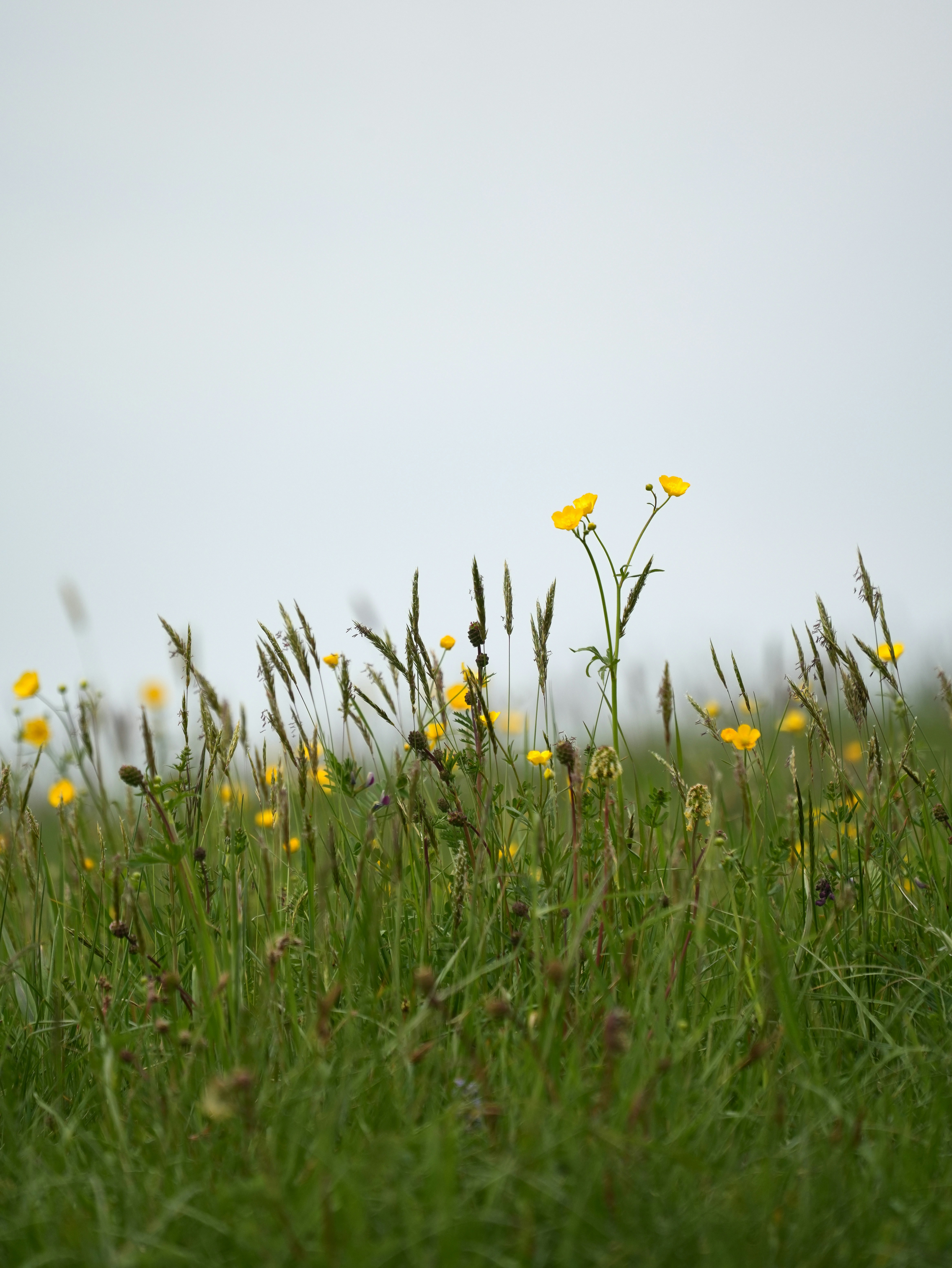 Photo by wolfgang_hasselmann