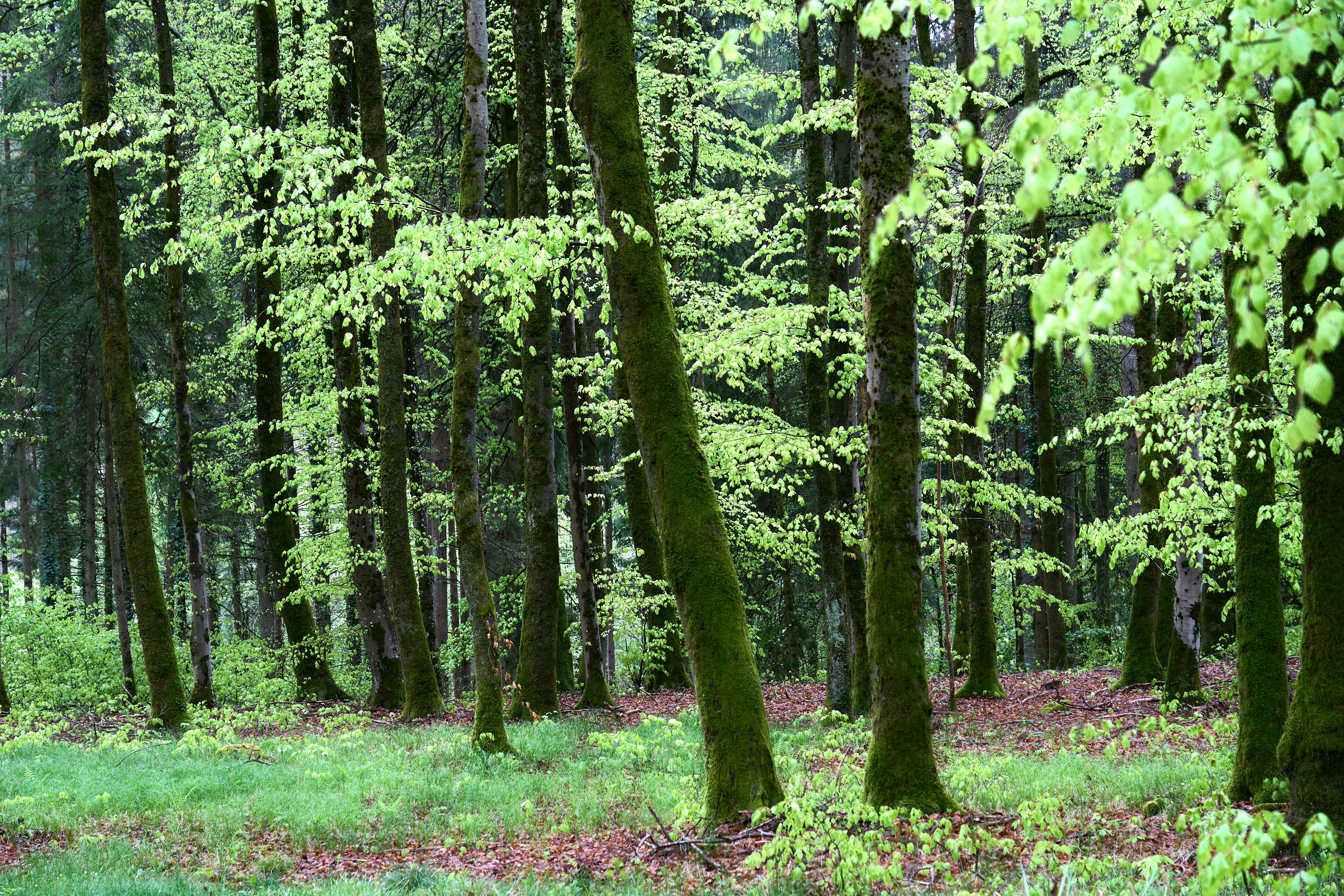 Photo by wolfgang_hasselmann