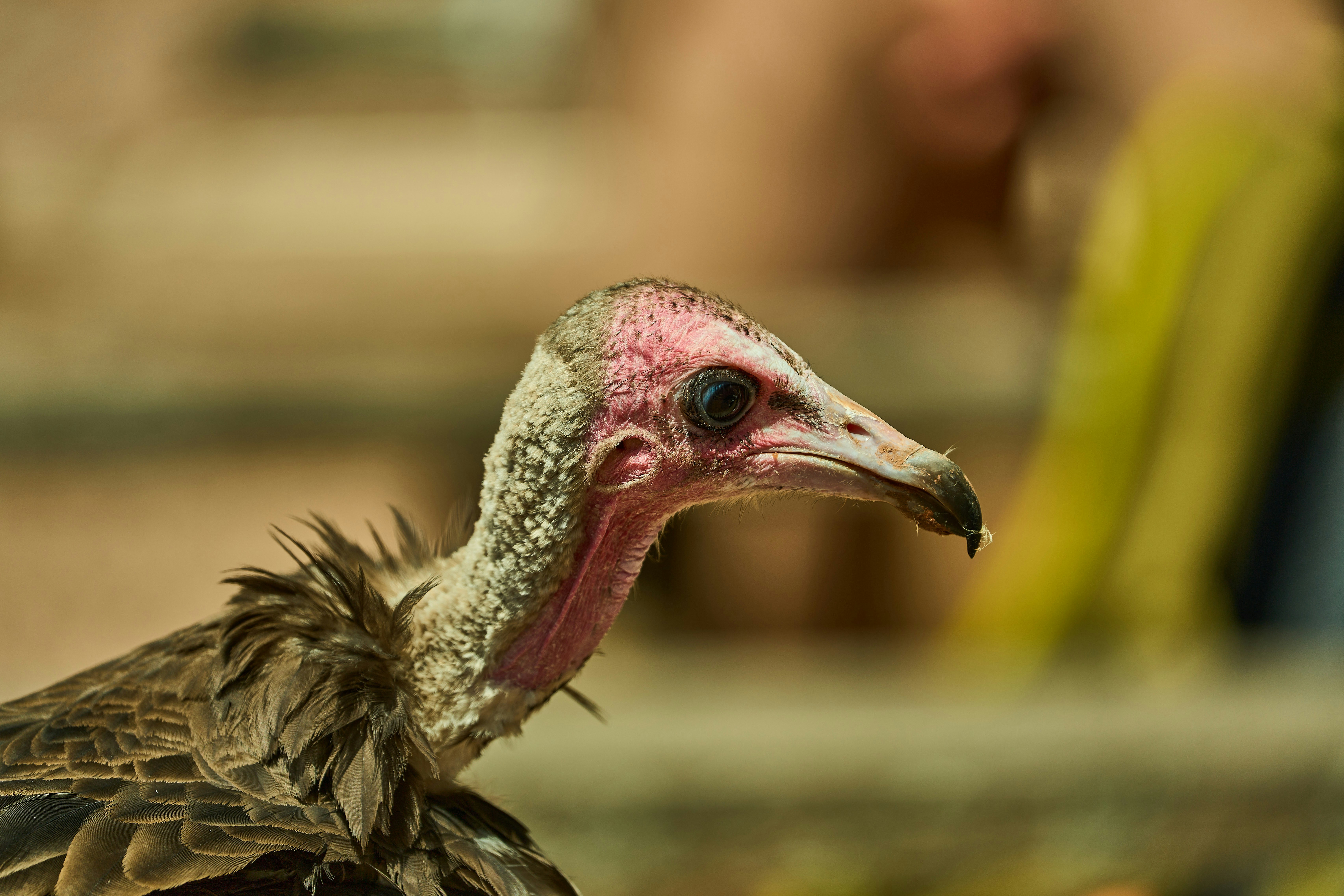 Photo by wolfgang_hasselmann