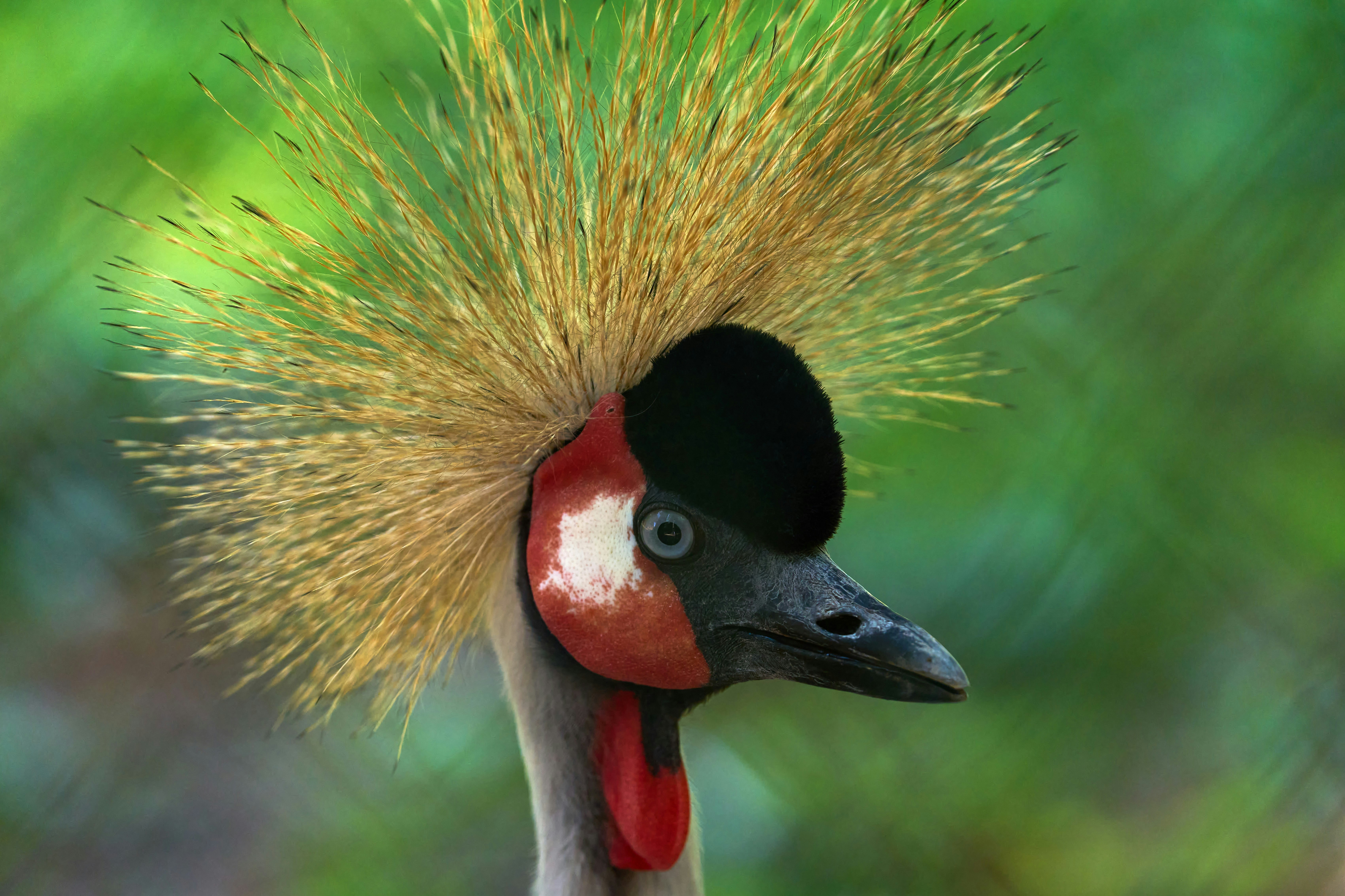 Photo by wolfgang_hasselmann