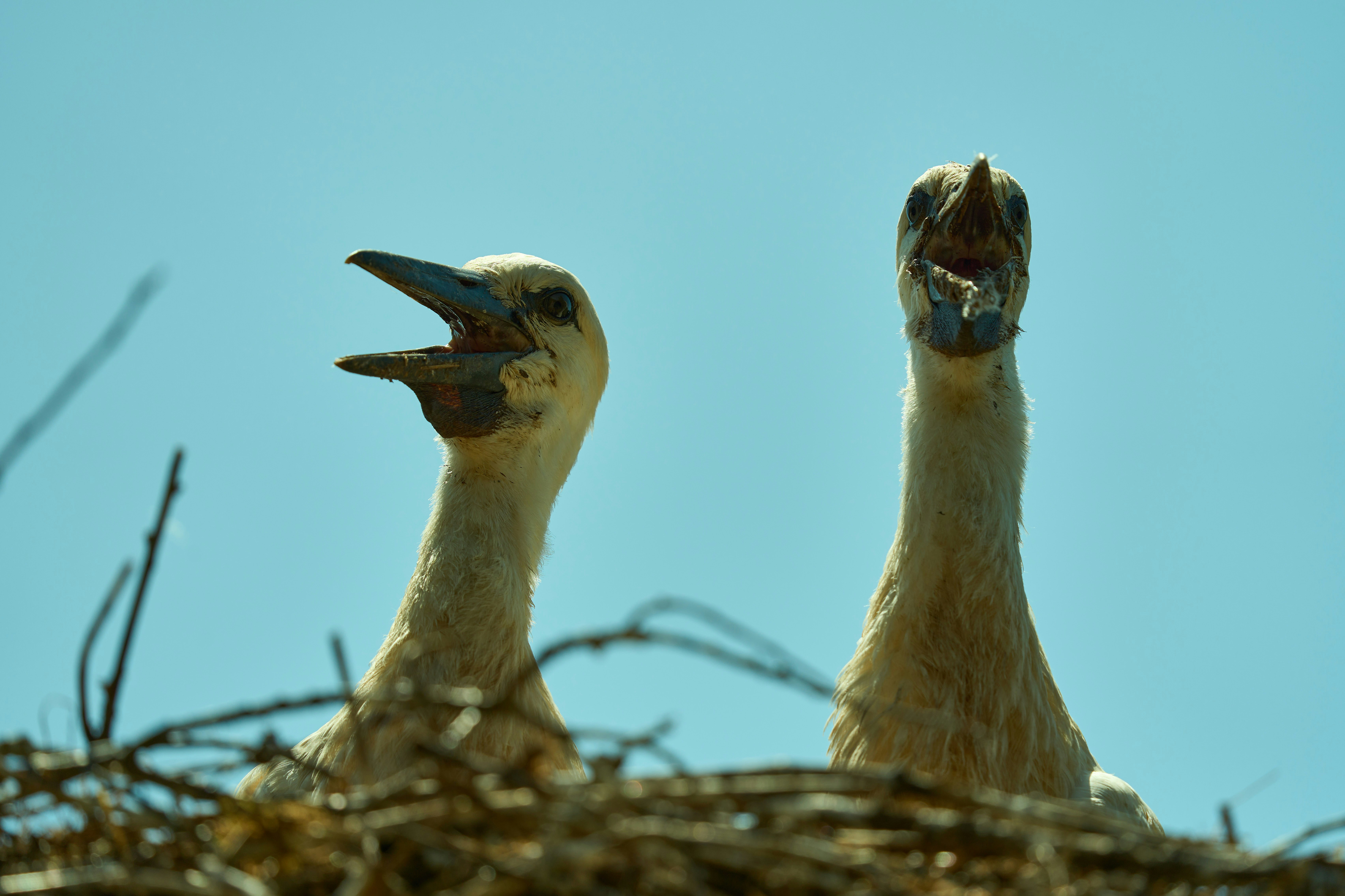 Photo by wolfgang_hasselmann