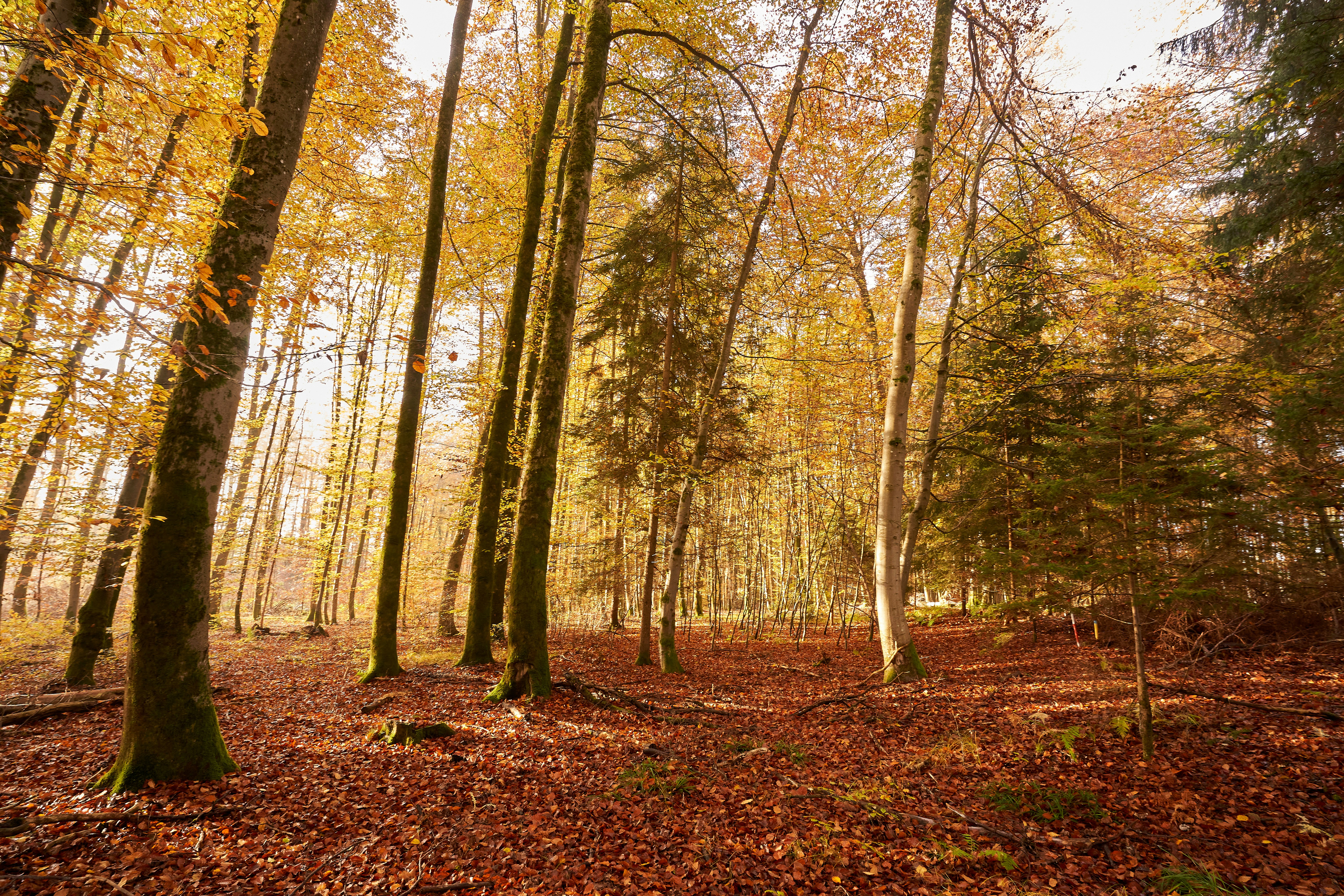 Photo by wolfgang_hasselmann