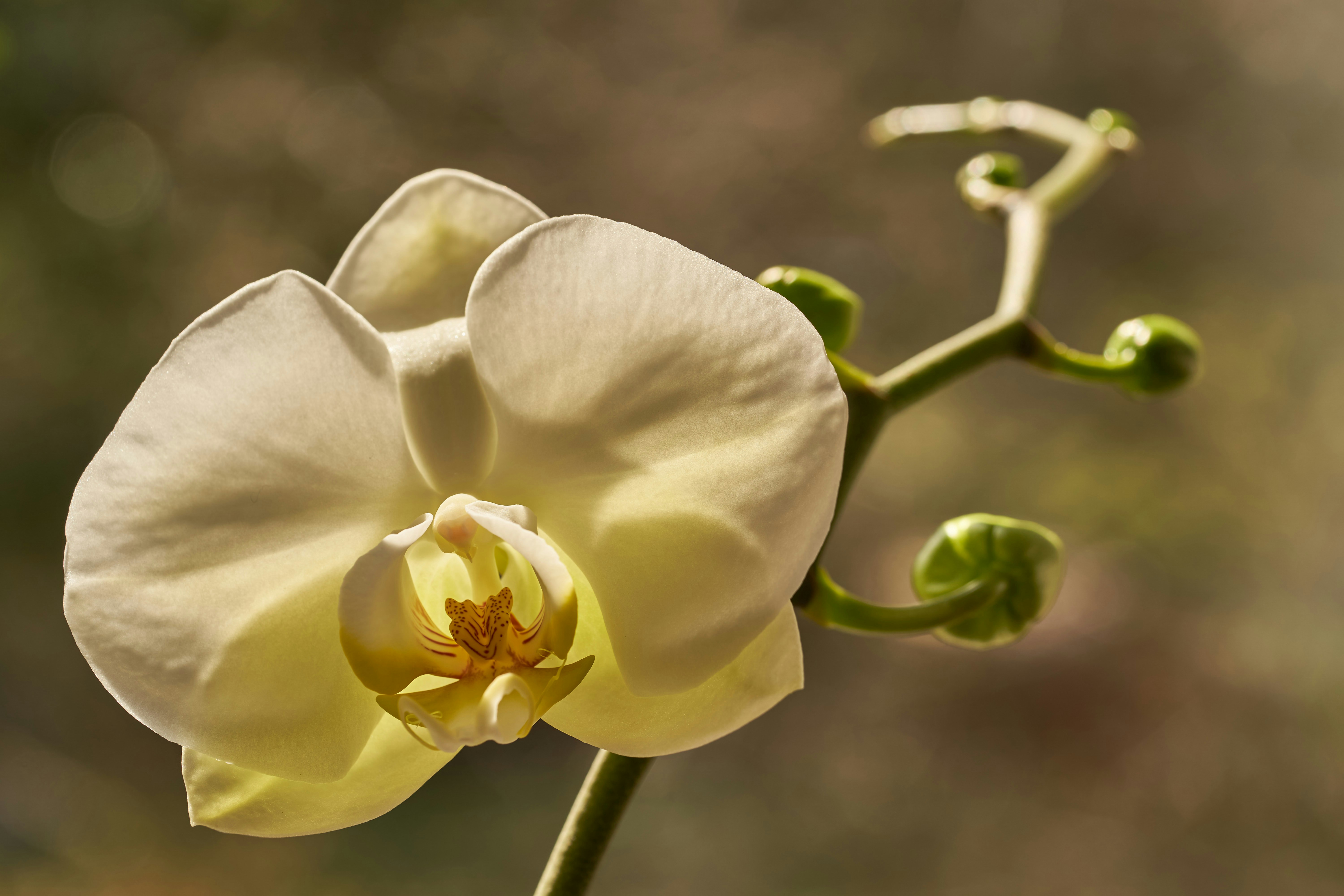 Photo by wolfgang_hasselmann