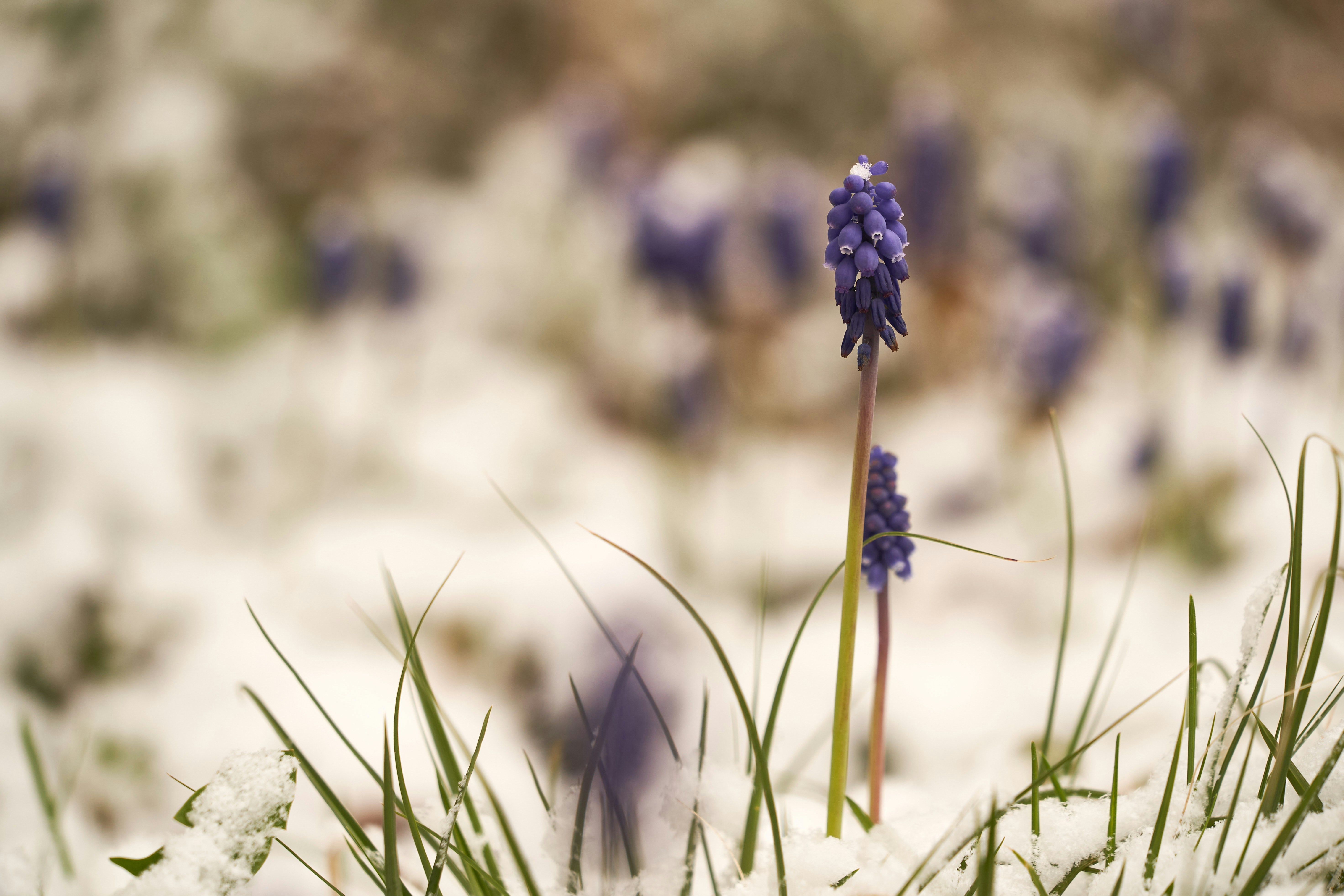 Photo by wolfgang_hasselmann