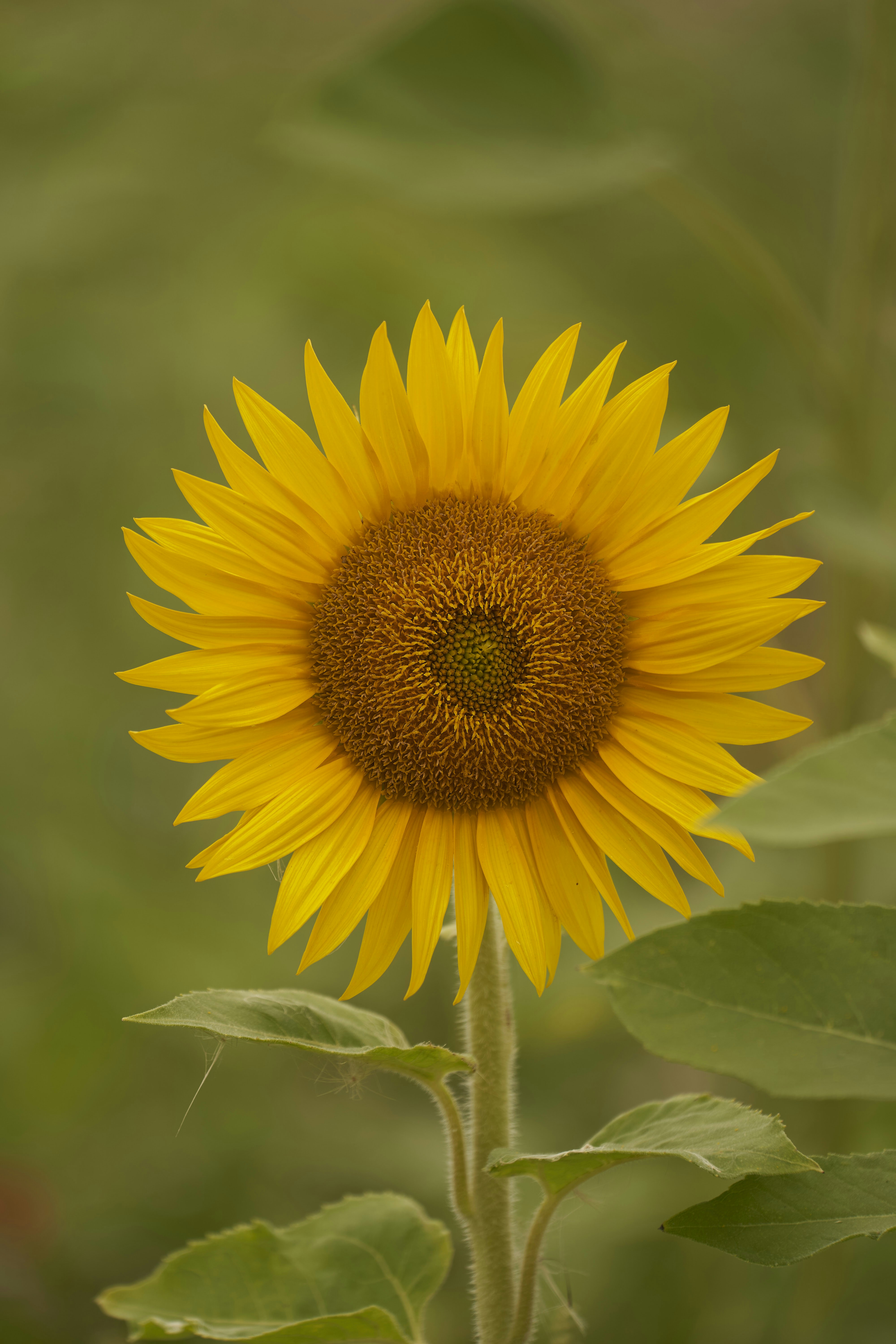 Photo by wolfgang_hasselmann