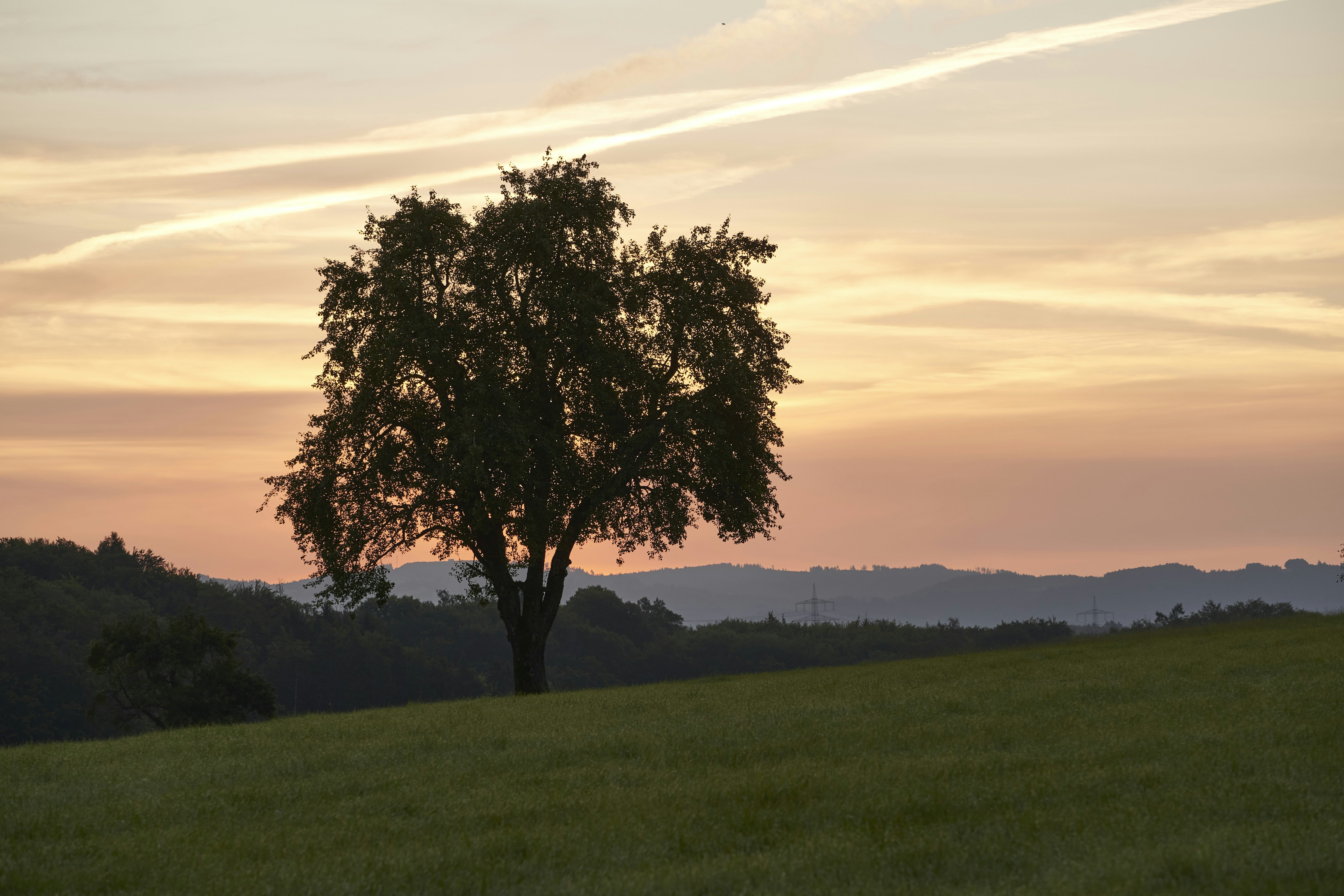 Photo by wolfgang_hasselmann