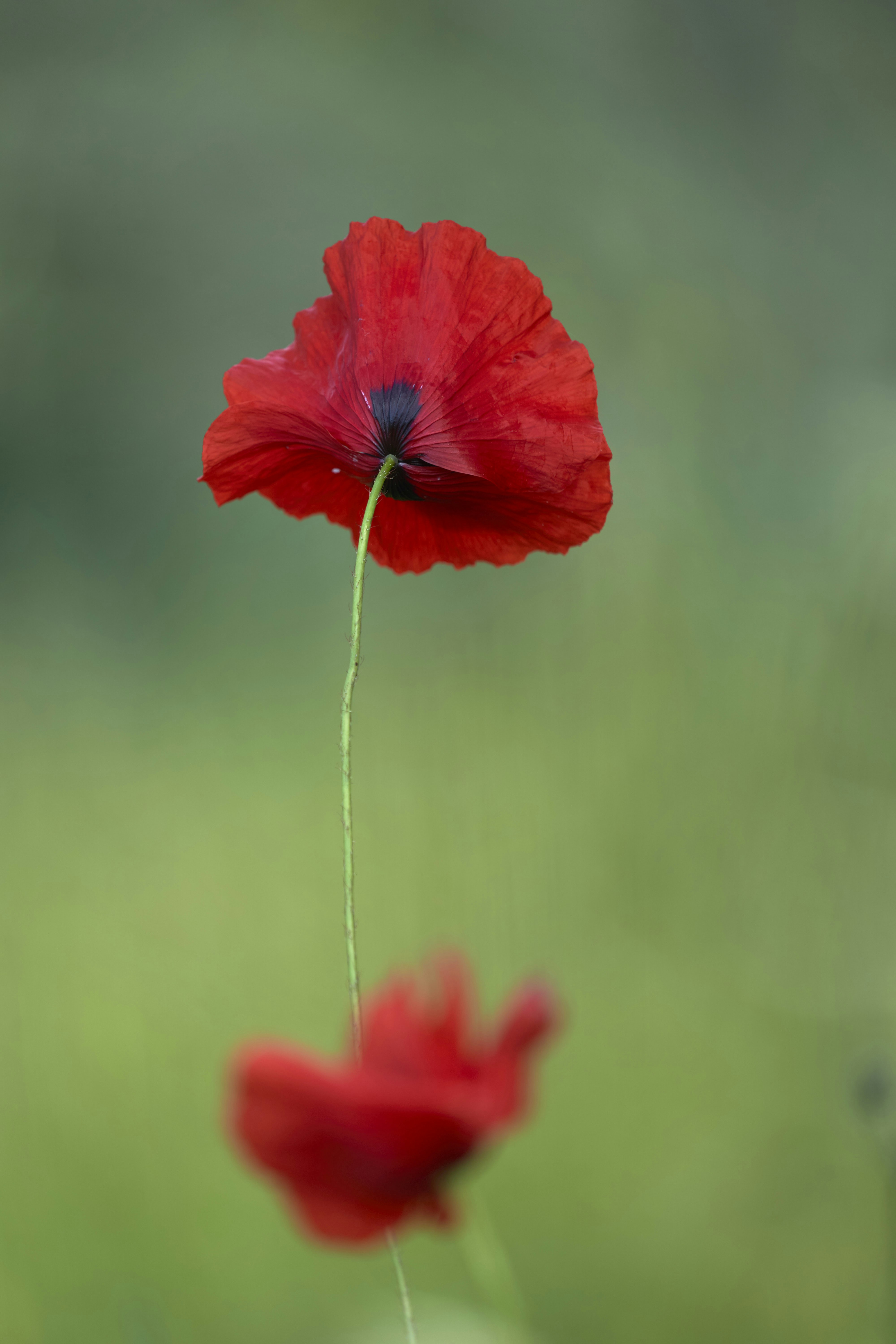 Photo by wolfgang_hasselmann