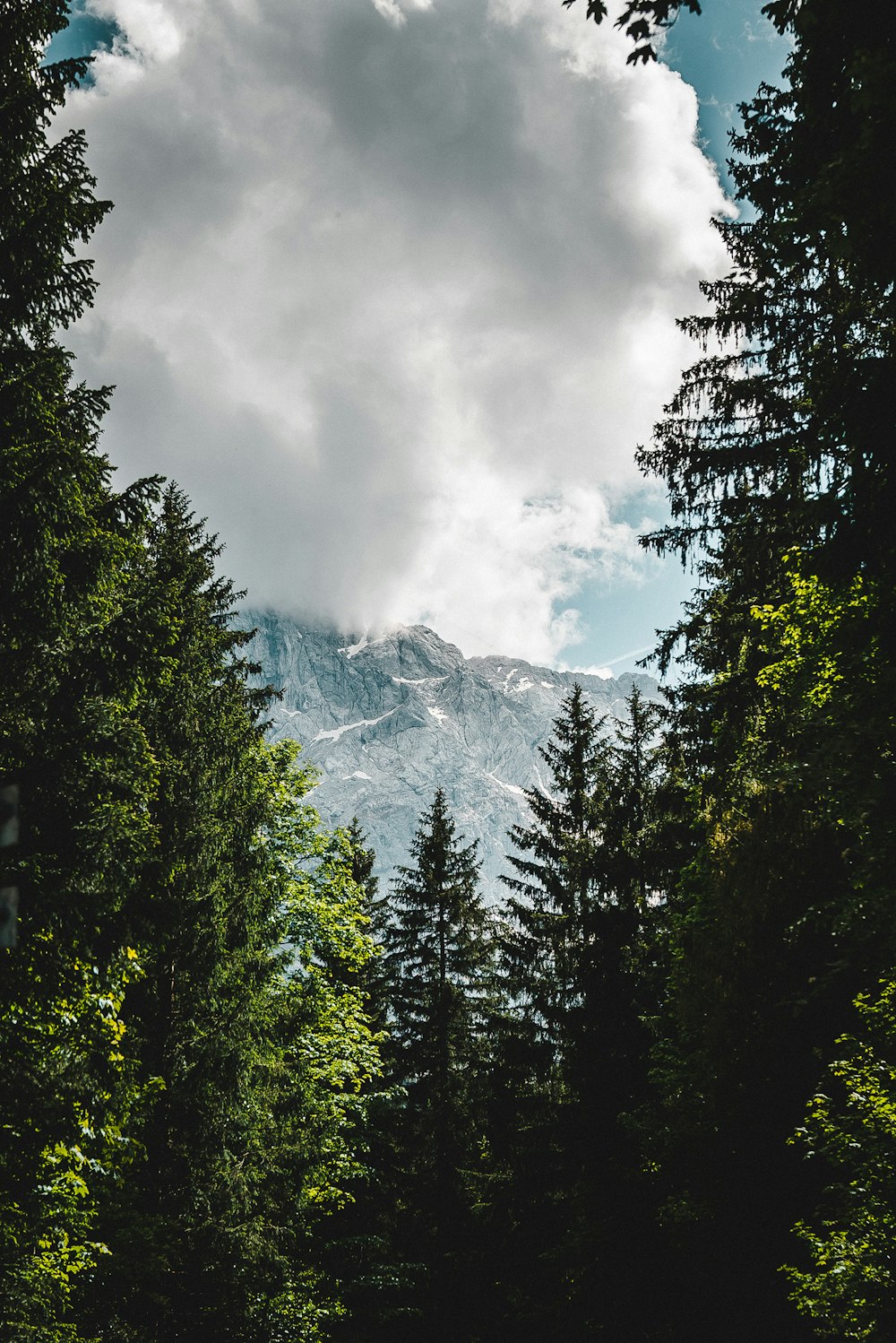 a view of a mountain range from a forest