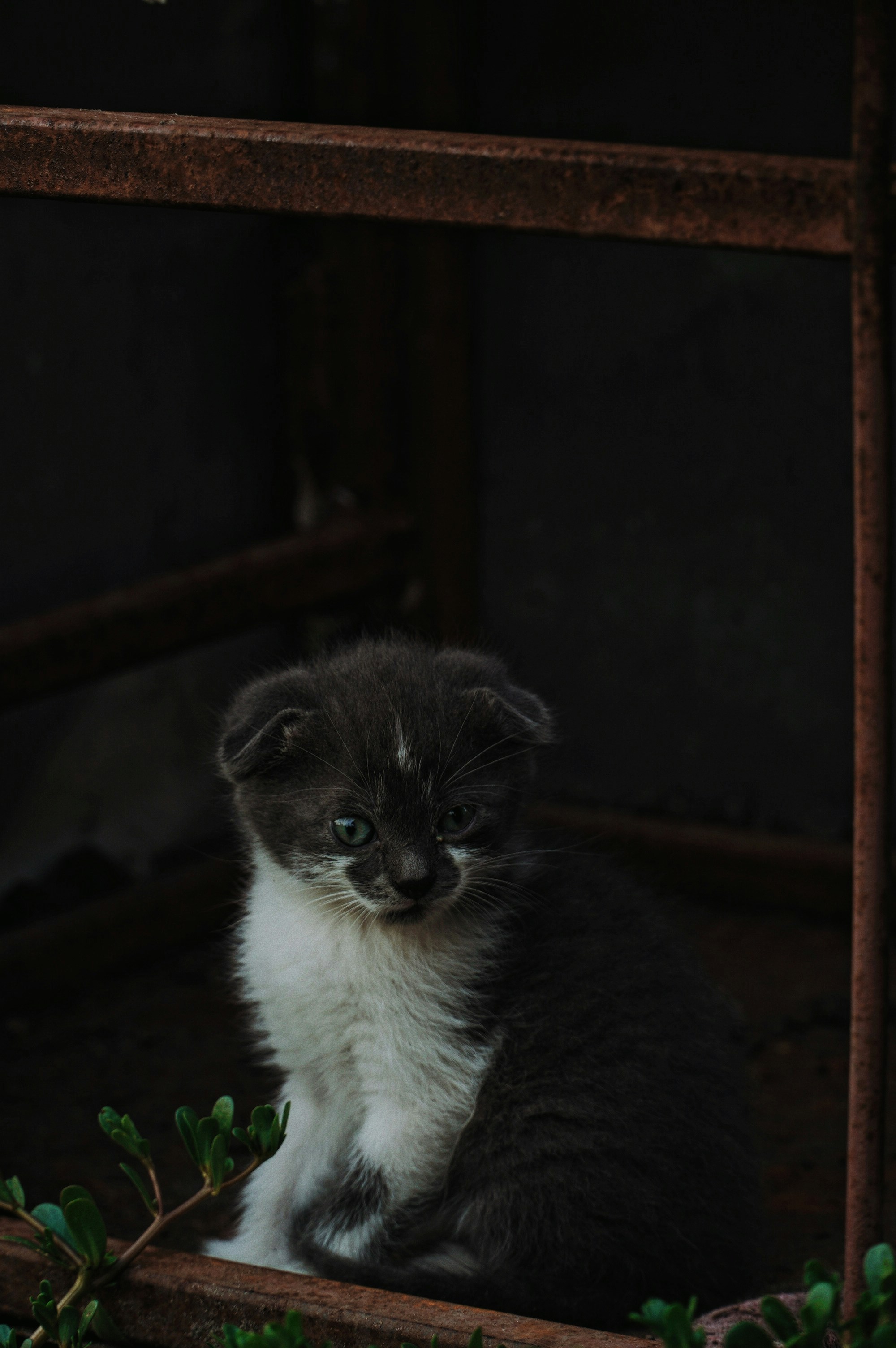 A cat sitting on a ledge photo – Free Grey Image on Unsplash