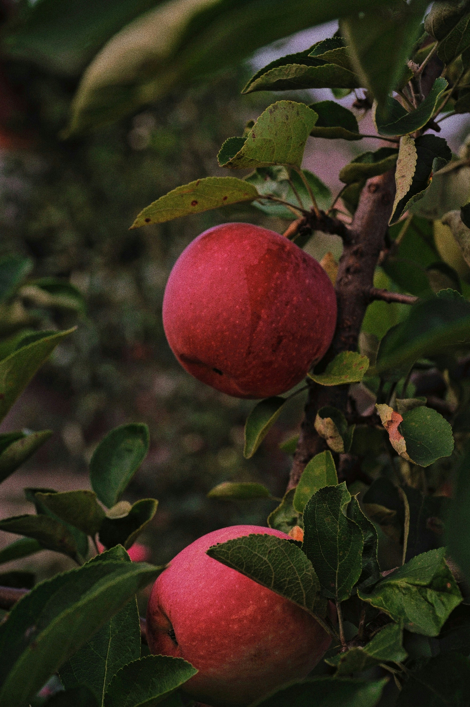 a couple of apples on a tree