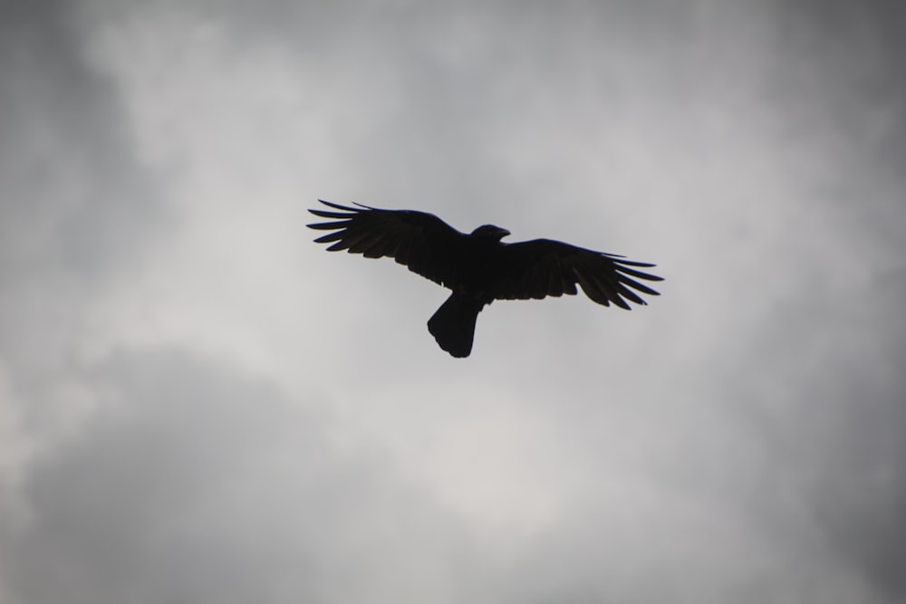 Un oiseau volant dans le ciel