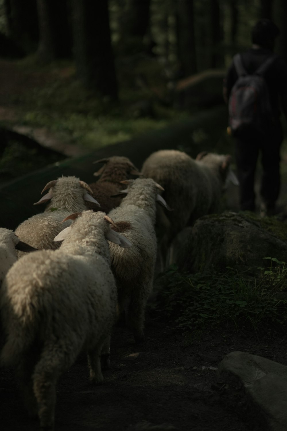 Un gruppo di pecore in un campo