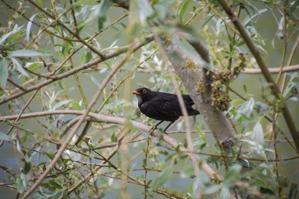 un oiseau assis sur une branche