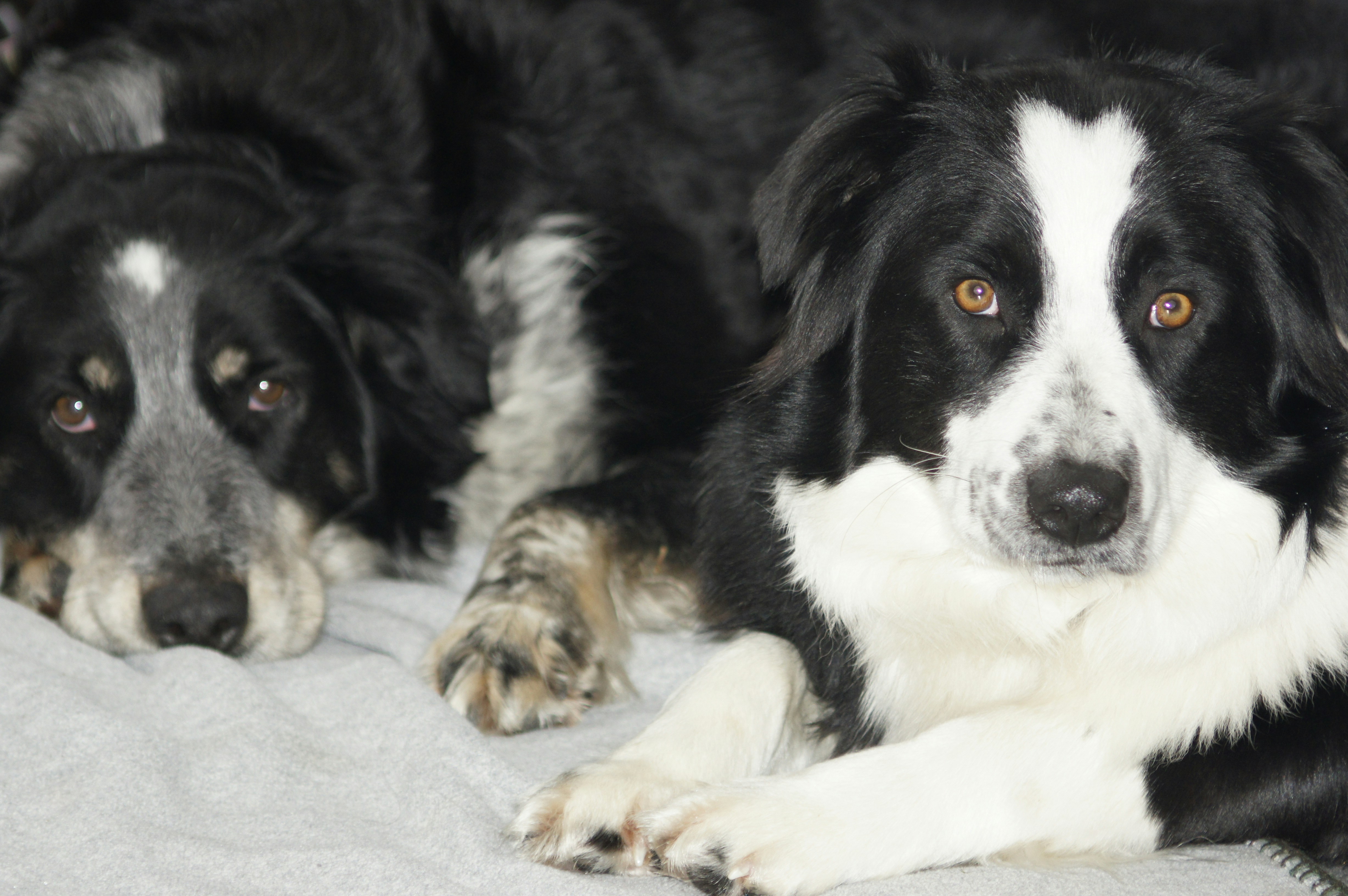 a couple of dogs lying on a blanket