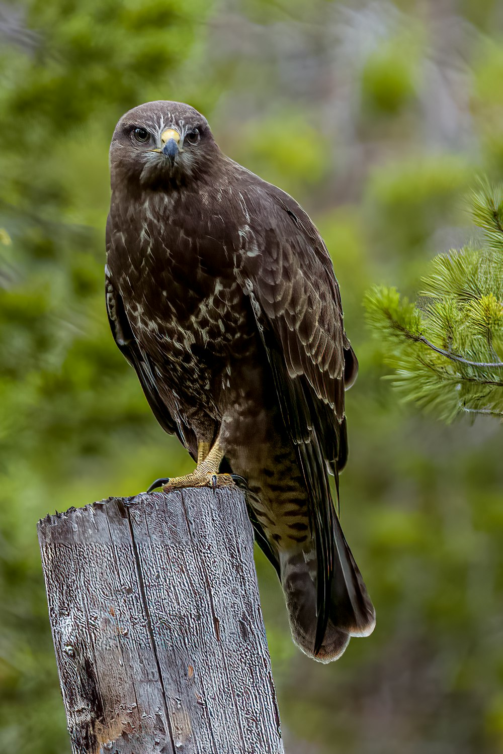 a bird standing on a wood post