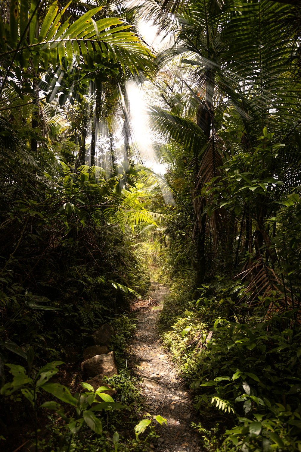 a path through a forest