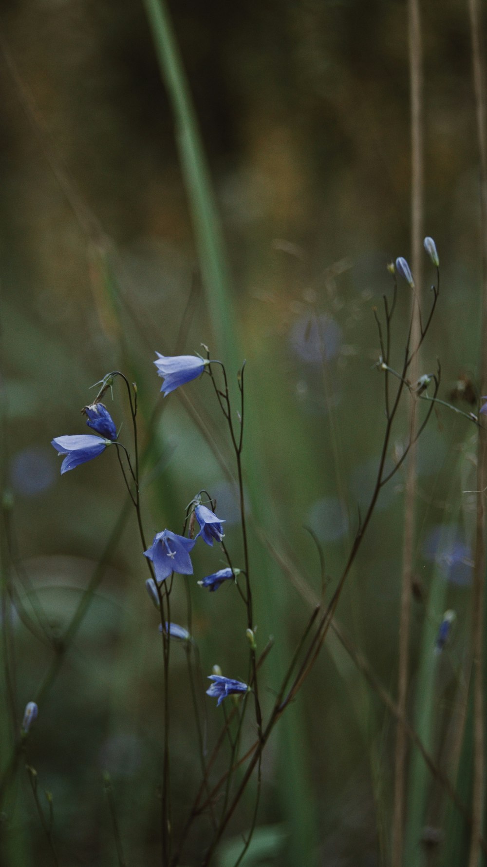 a close up of some flowers