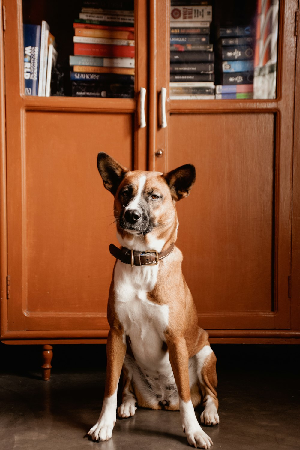 a dog sitting on the floor